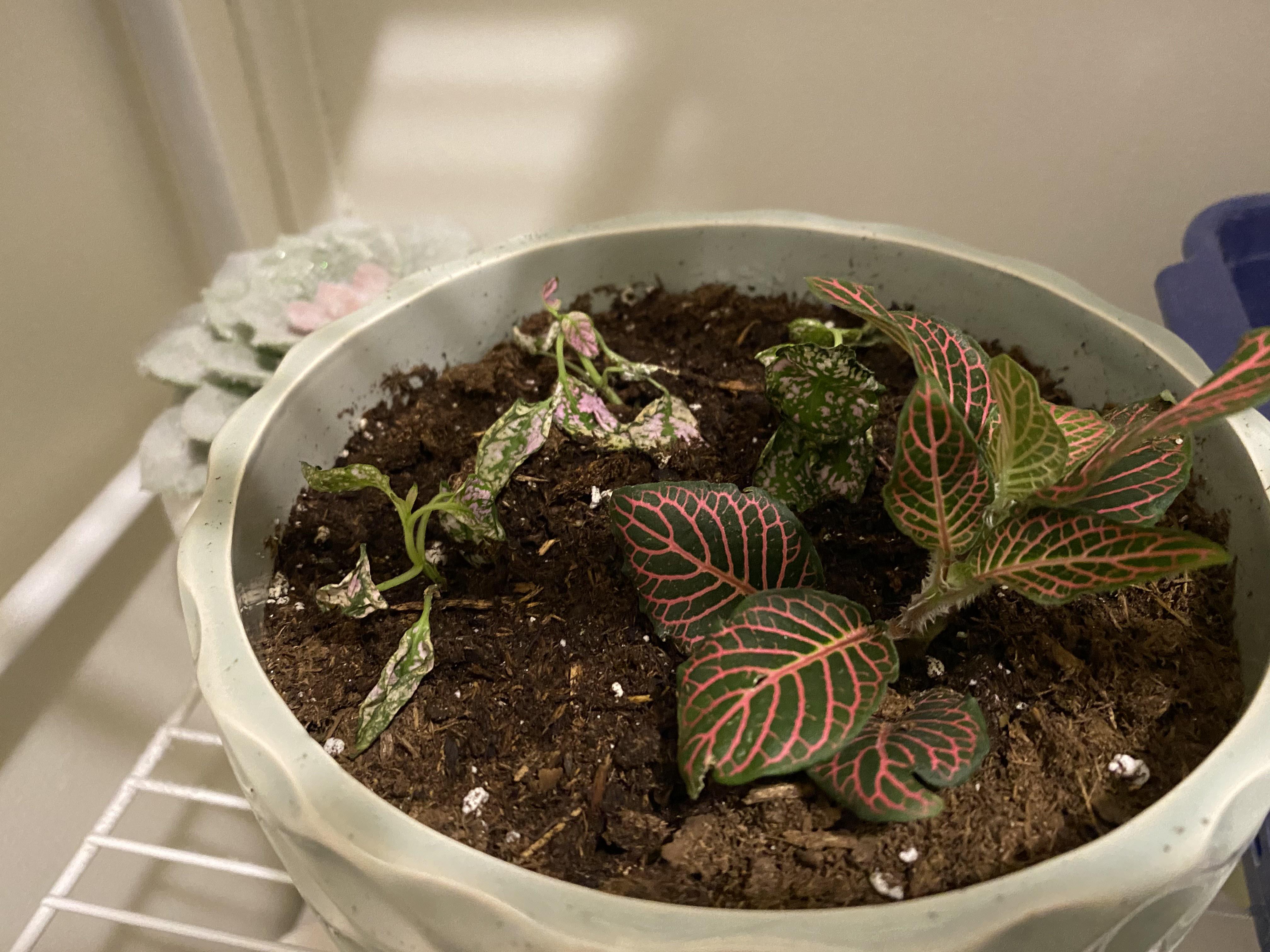 Polka dot plant transplanted 2 days ago, why is it drooping? r