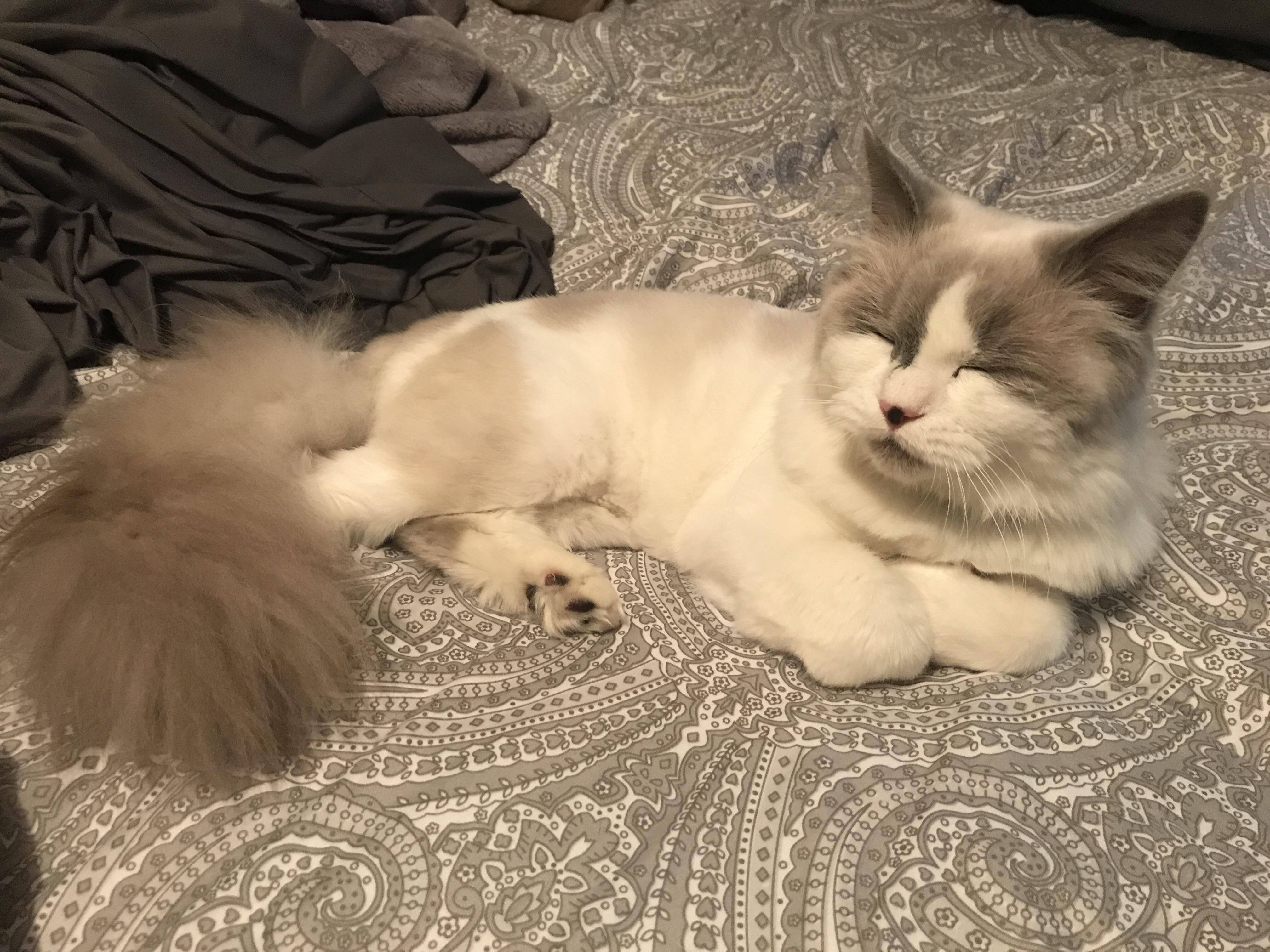 Reddit meet me new cat Lord Snowshoe. Rescued him for a shelter, the