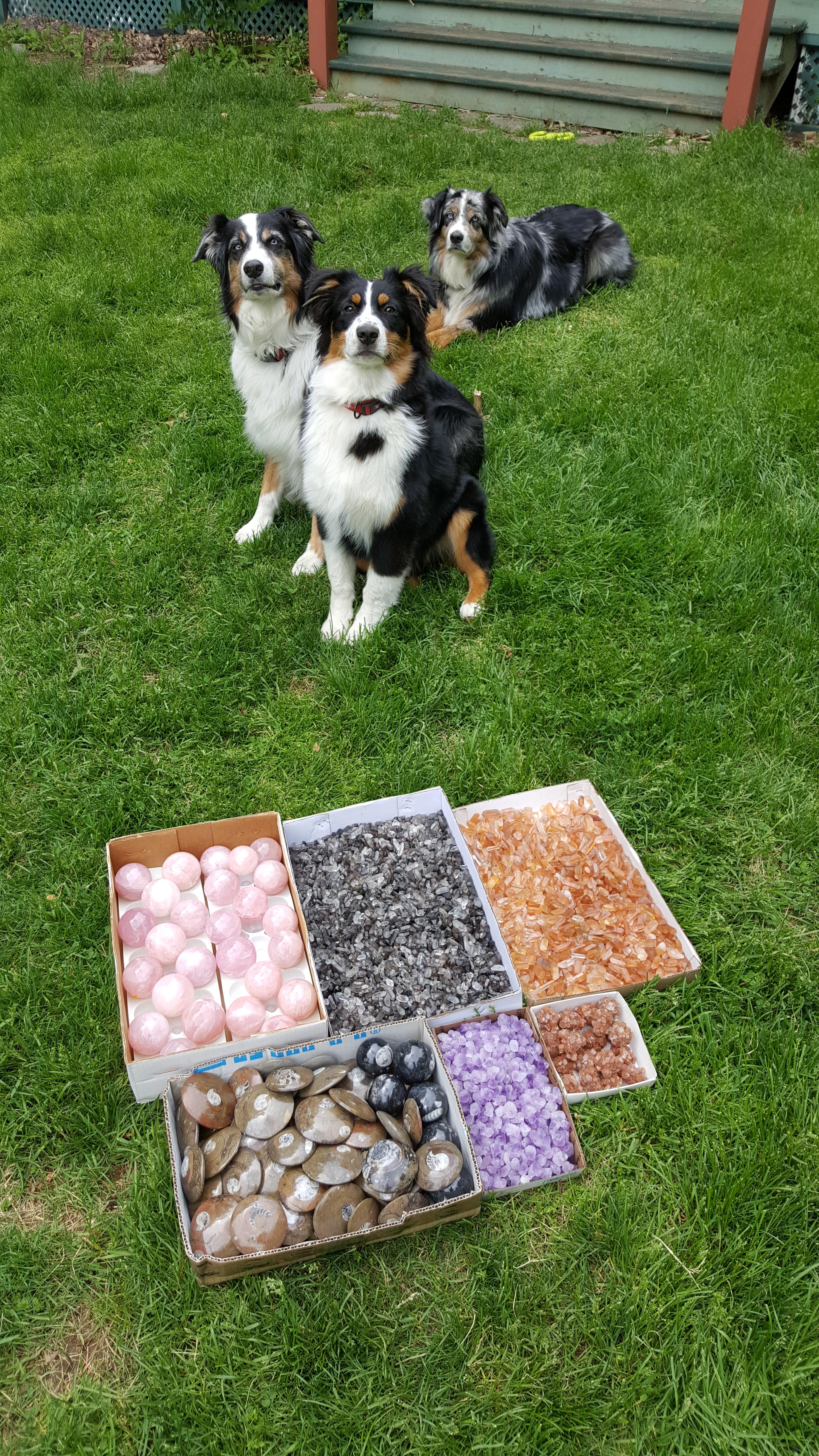 My dogs decided to help when I went outside to take crystal pics