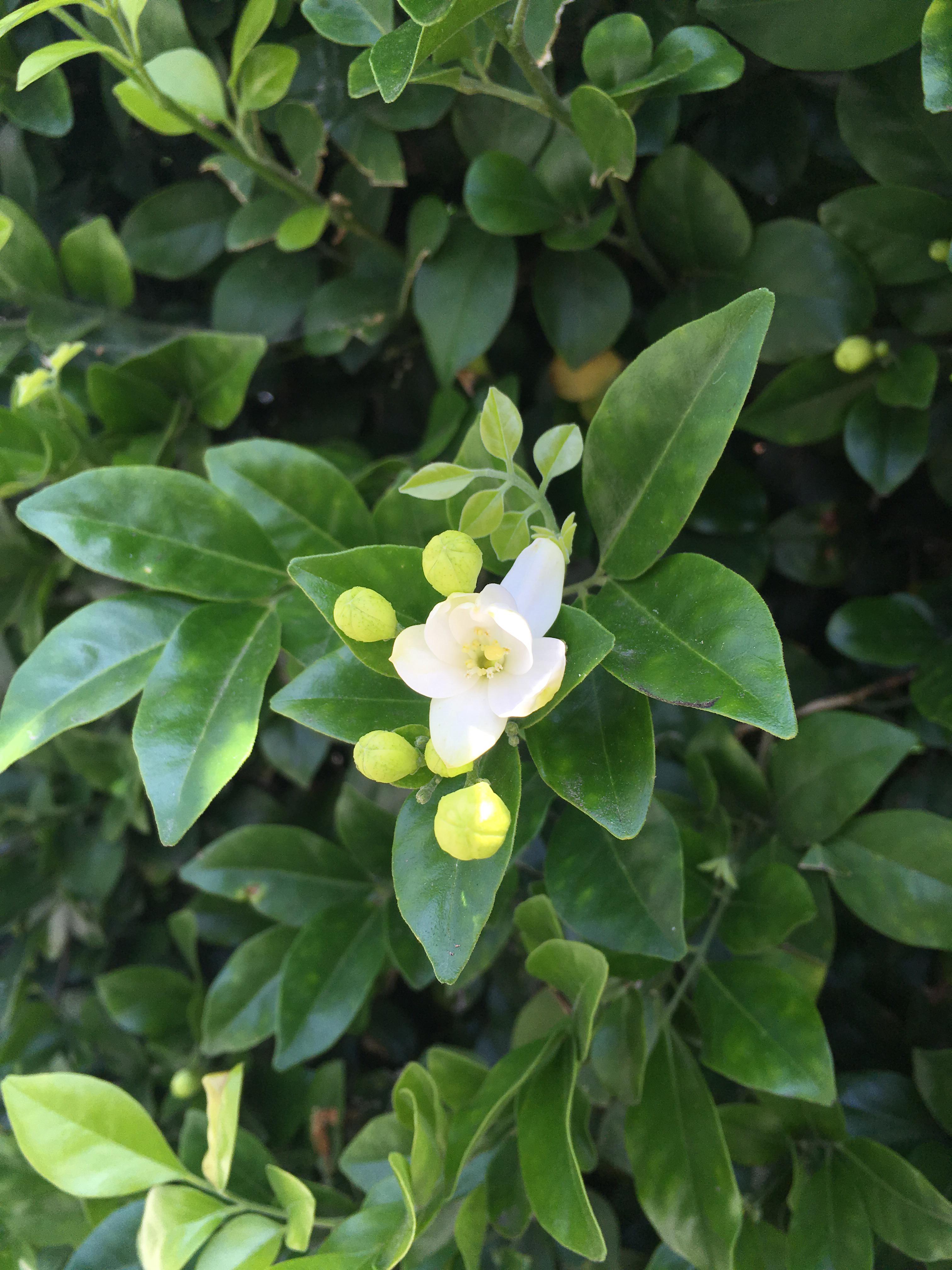 Do you know what this lovely plant is called? The flowers are small and