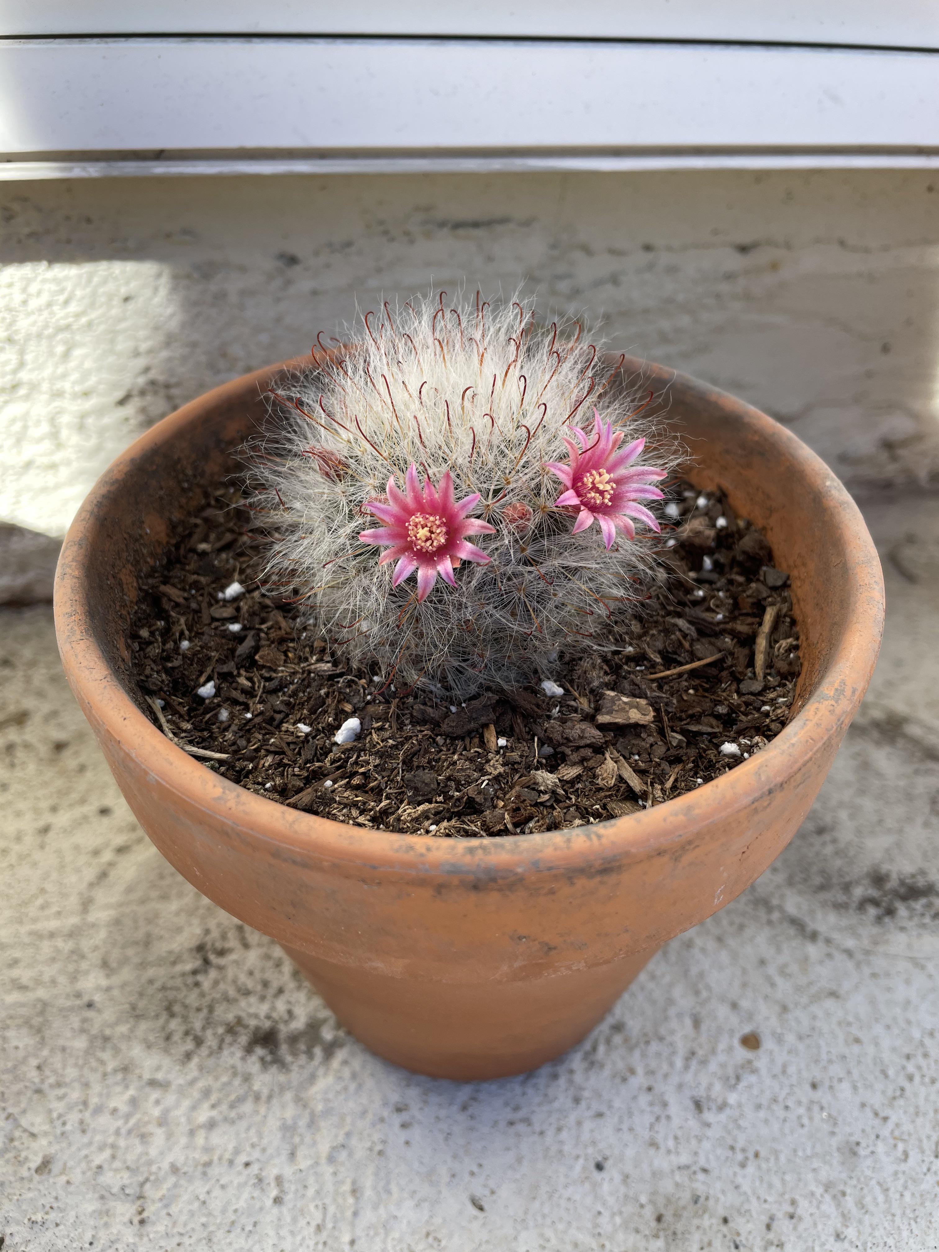 My Powder Puff cactus opened its pretty eyes for spring! (Mammillaria bocasana ‘Roseiflora’) r