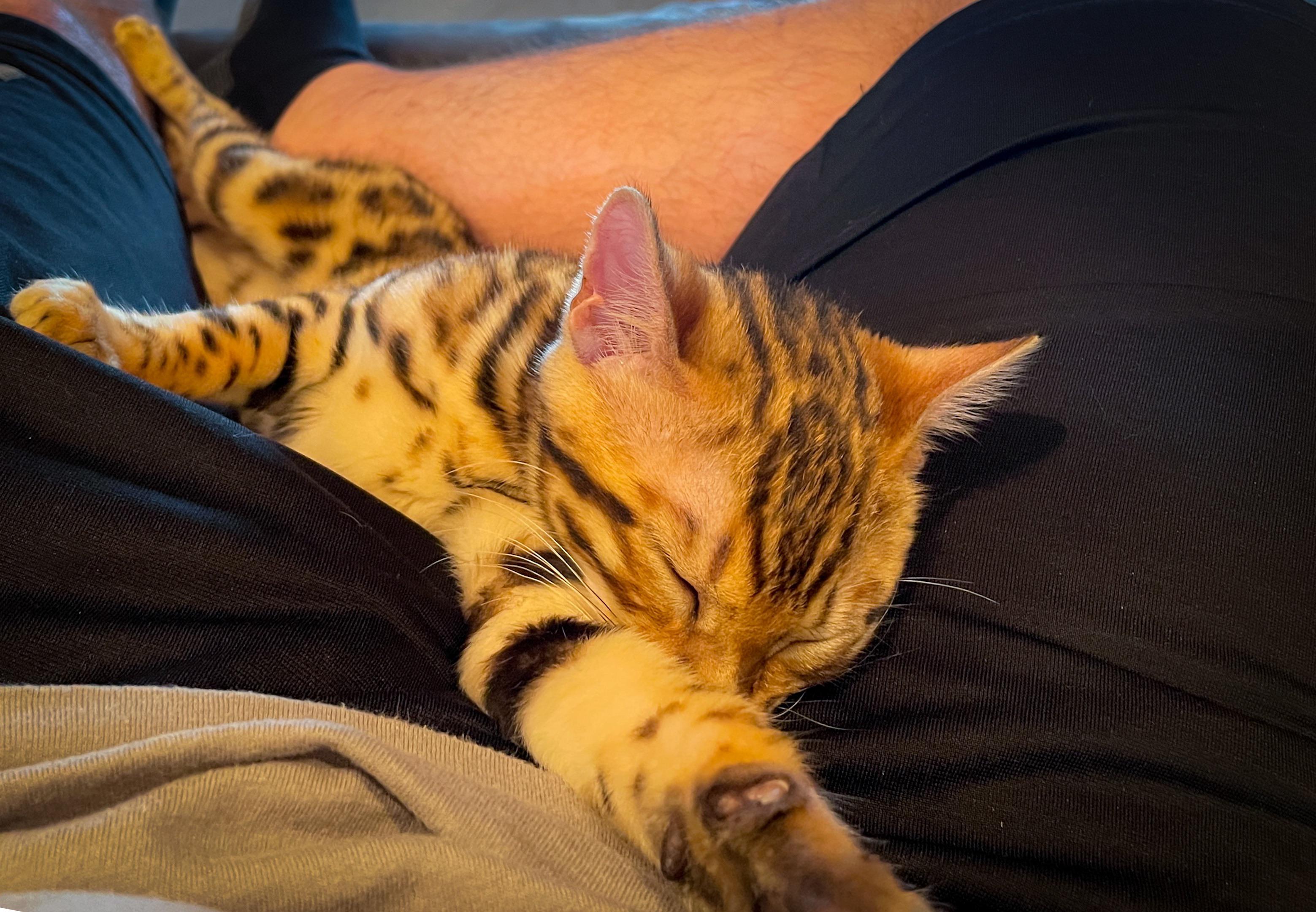 After dragging literally every toy from the basket and chasing the big