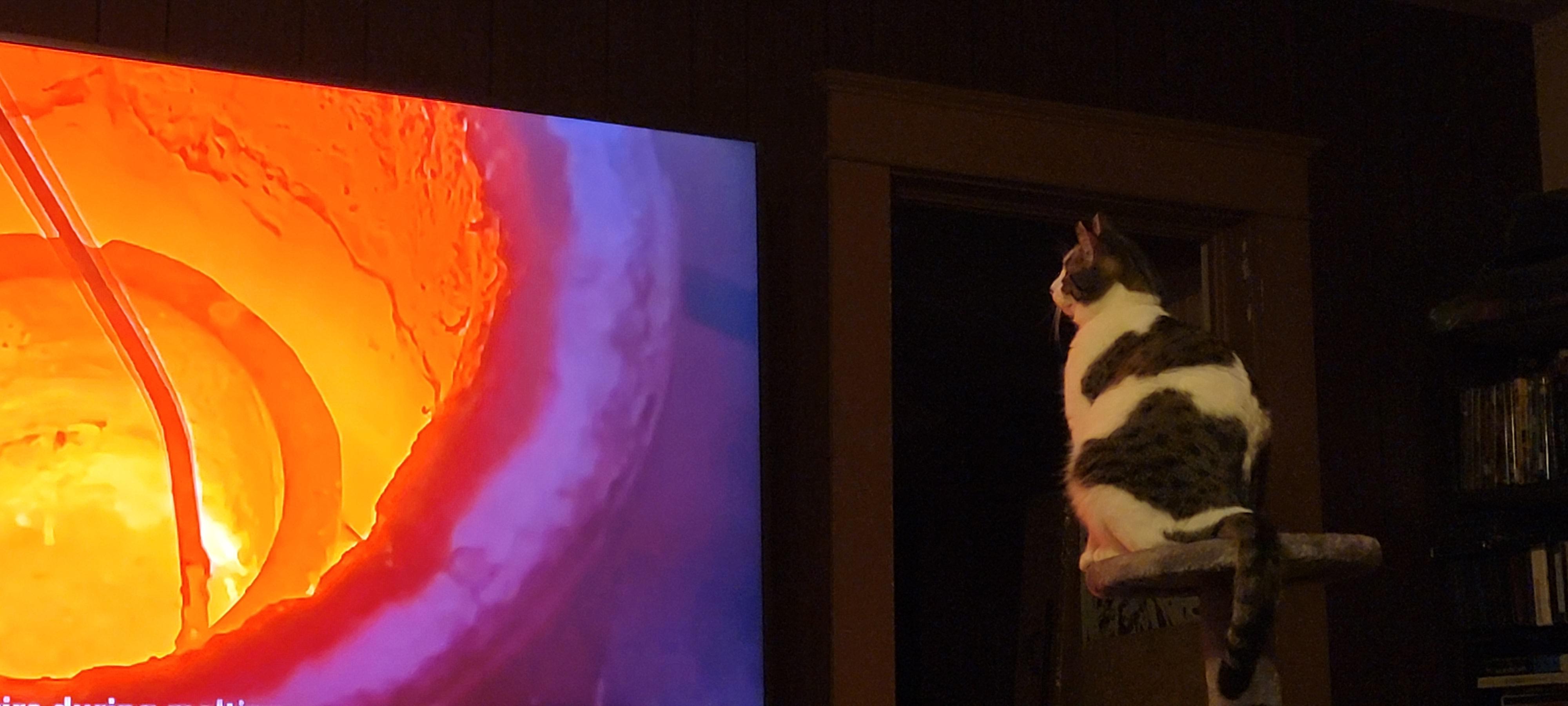 My cat has a favorite YouTube channel cats