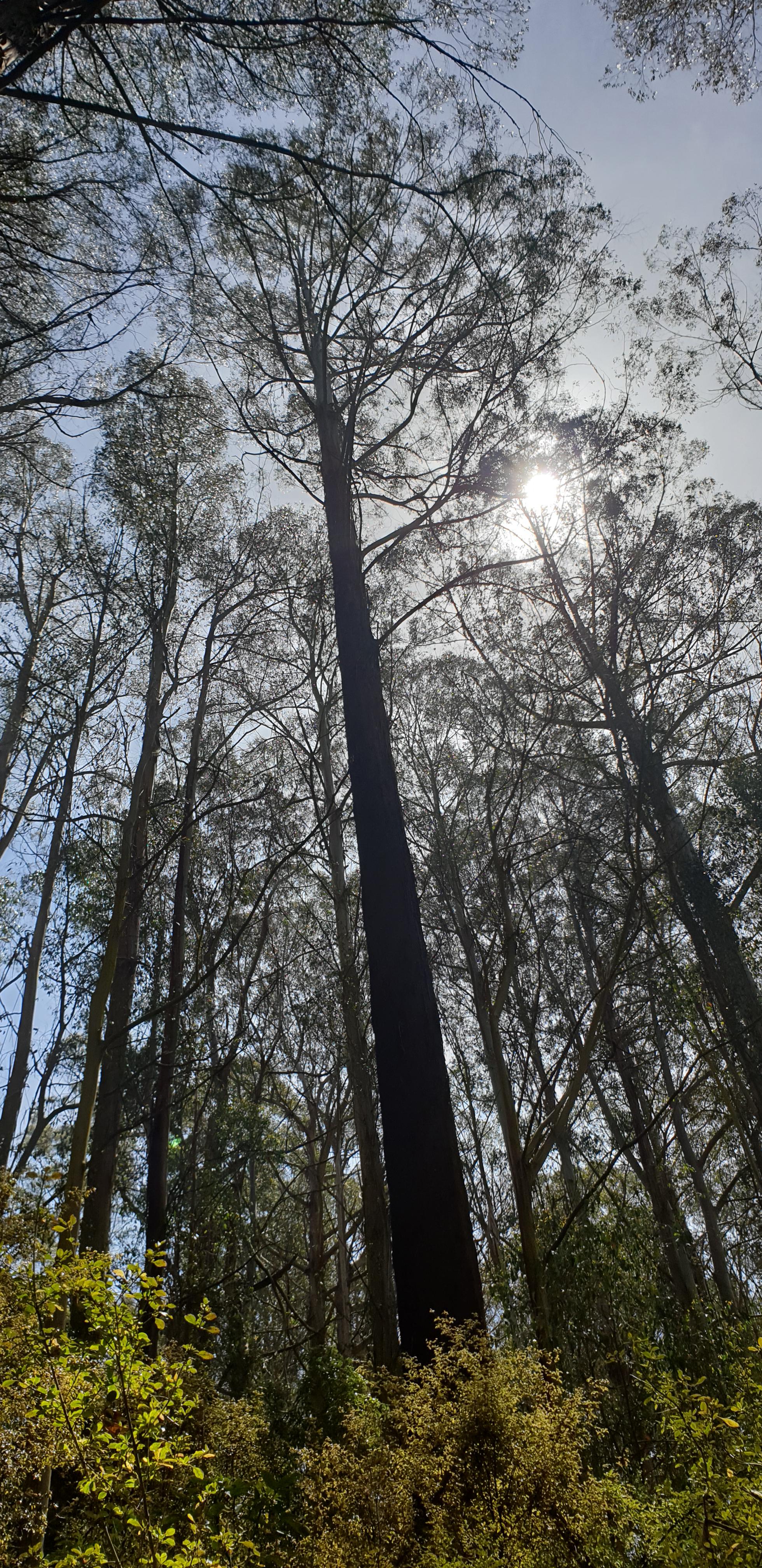 Tallest tree in New Zealand r/mildlyinteresting