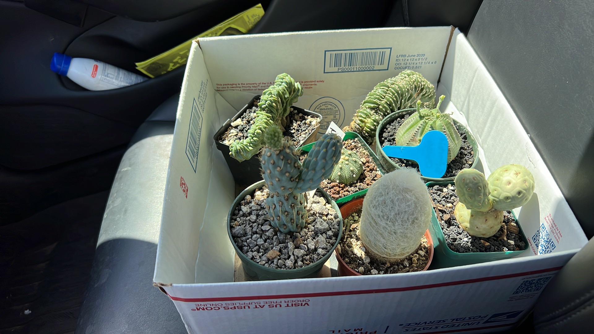 I bought a bunch unusual Cacti from a local collector here in Las Vegas