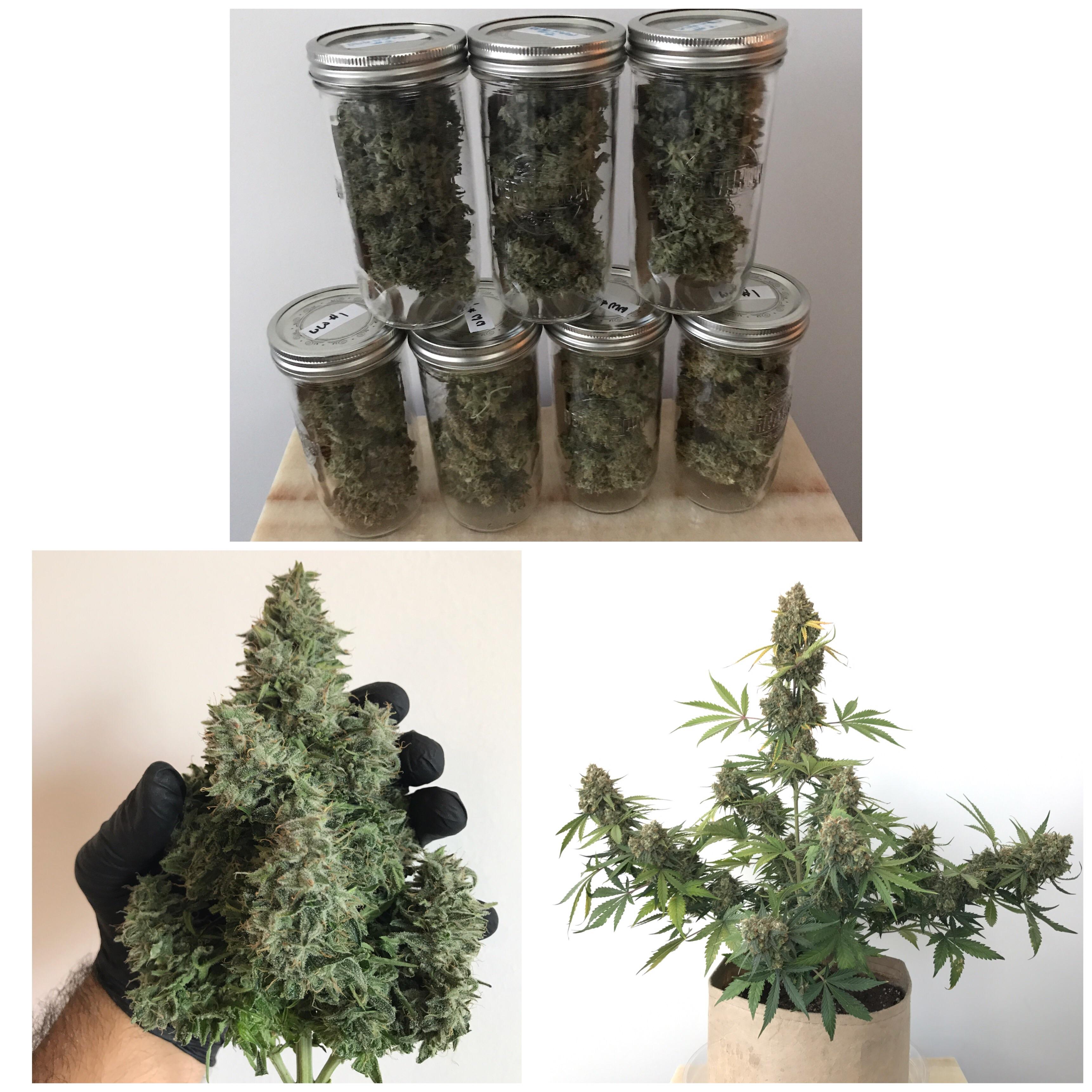 Final weight from this grow... 2x White Widow Autoflower Plants 4.88oz