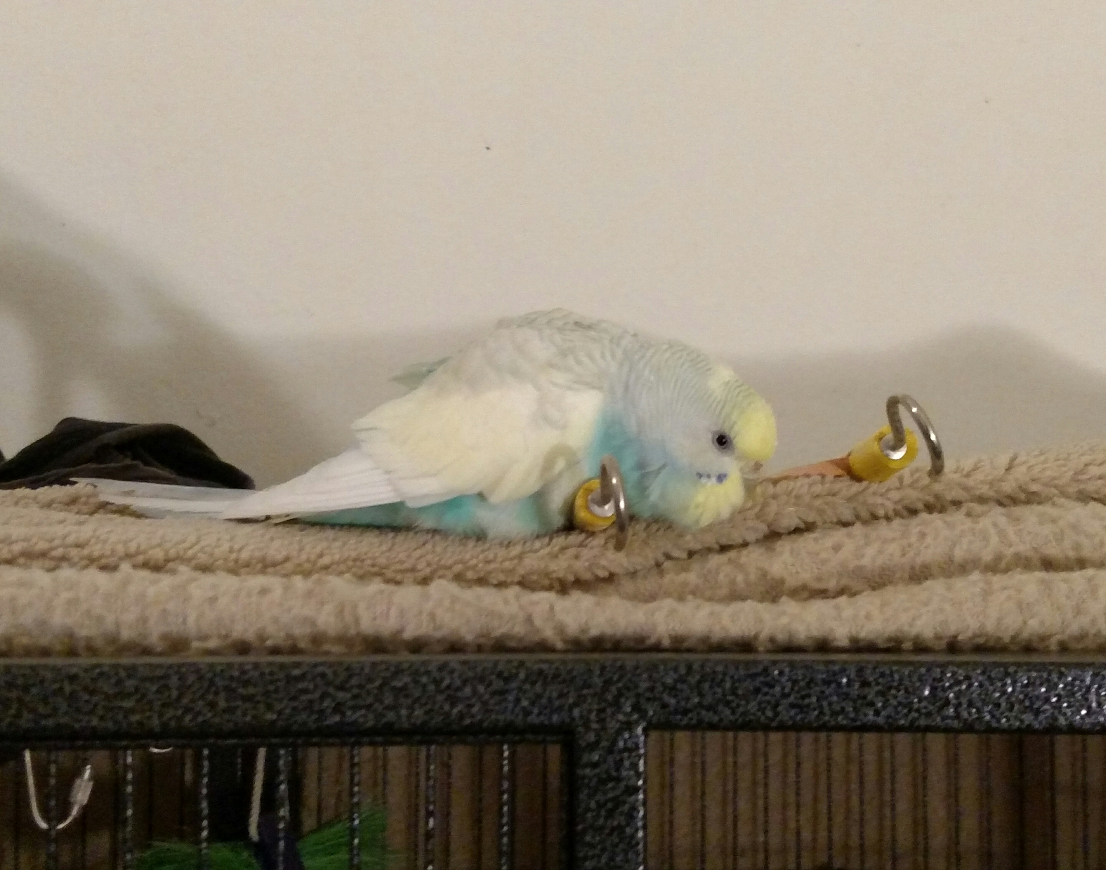 I put my parakeet Bethany on top of the cage, hoping she would fly off
