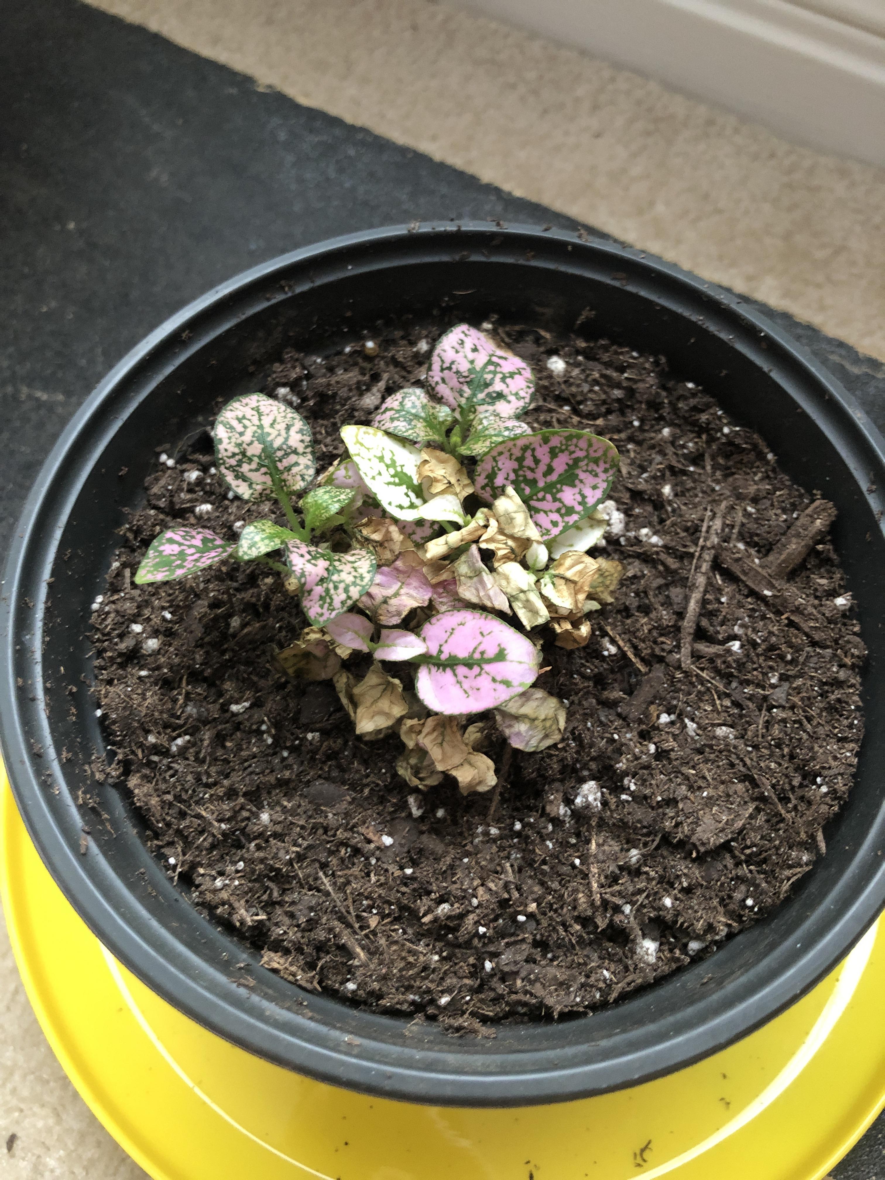 Hi guys! I was wondering why my polka dot plant is wilting? I thought