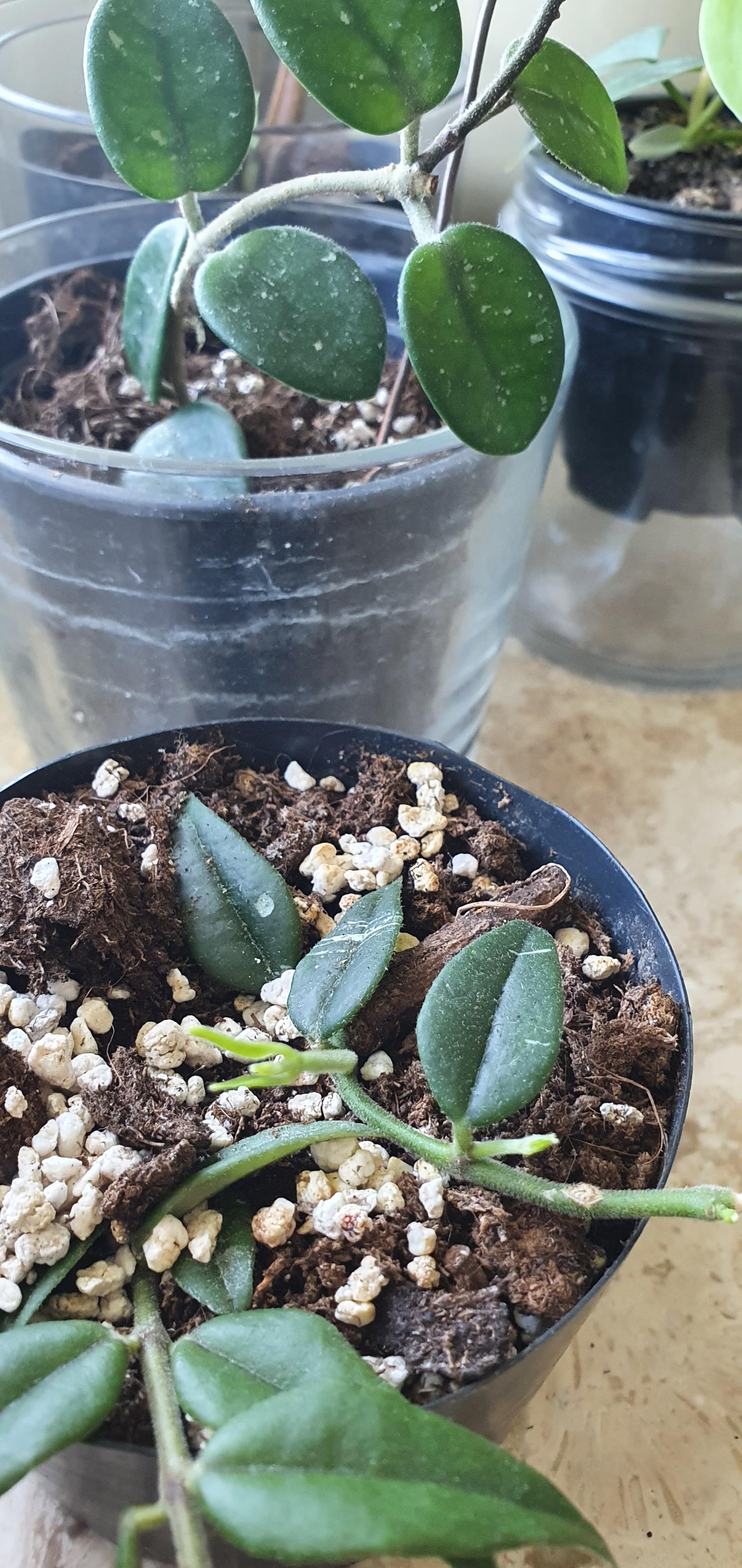 which hoya is the fastest and the slowest grower for u? 🌱 r/hoyas