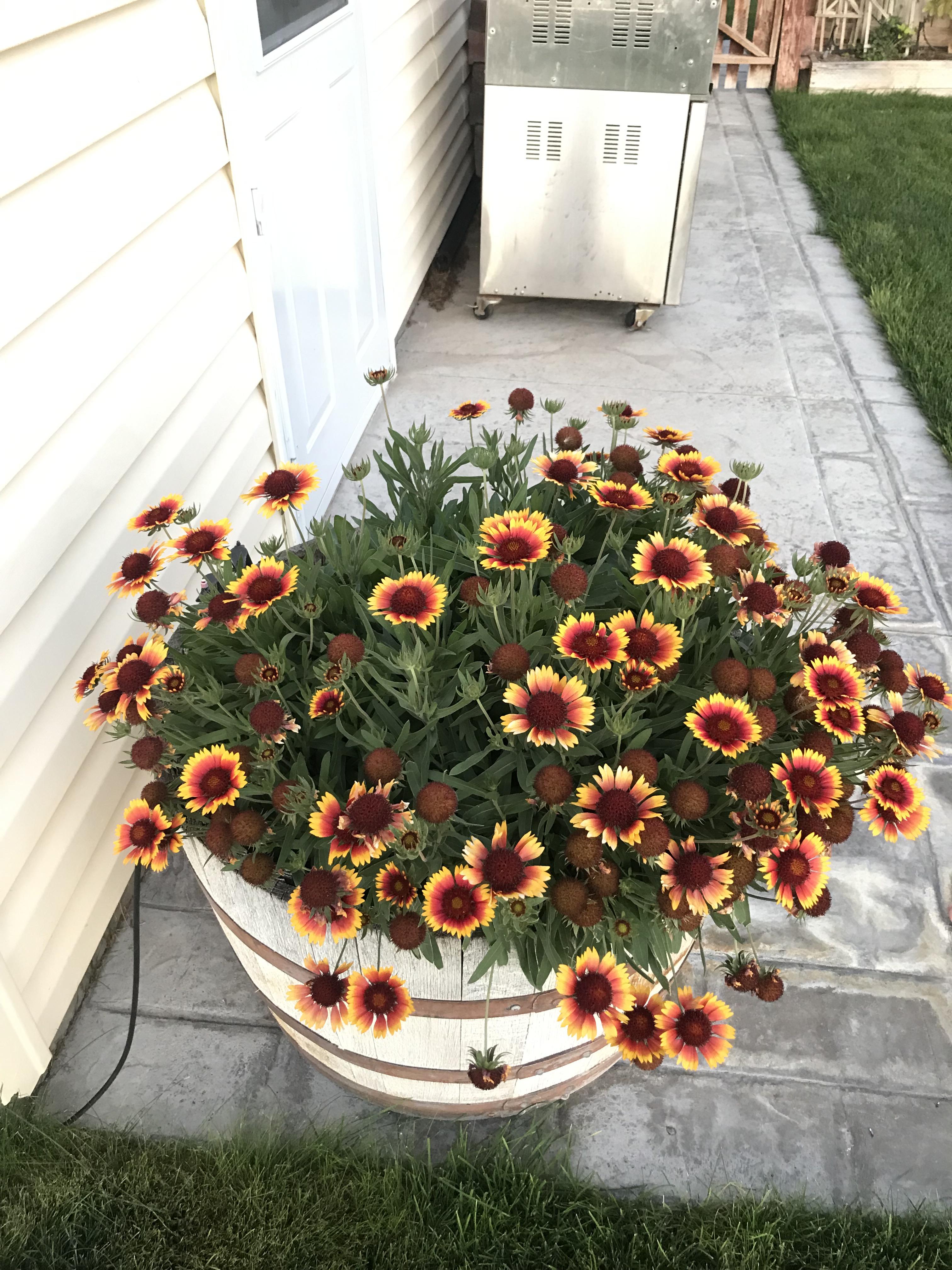 Does anyone know what type of flower this is? Idaho r/Whatisthis