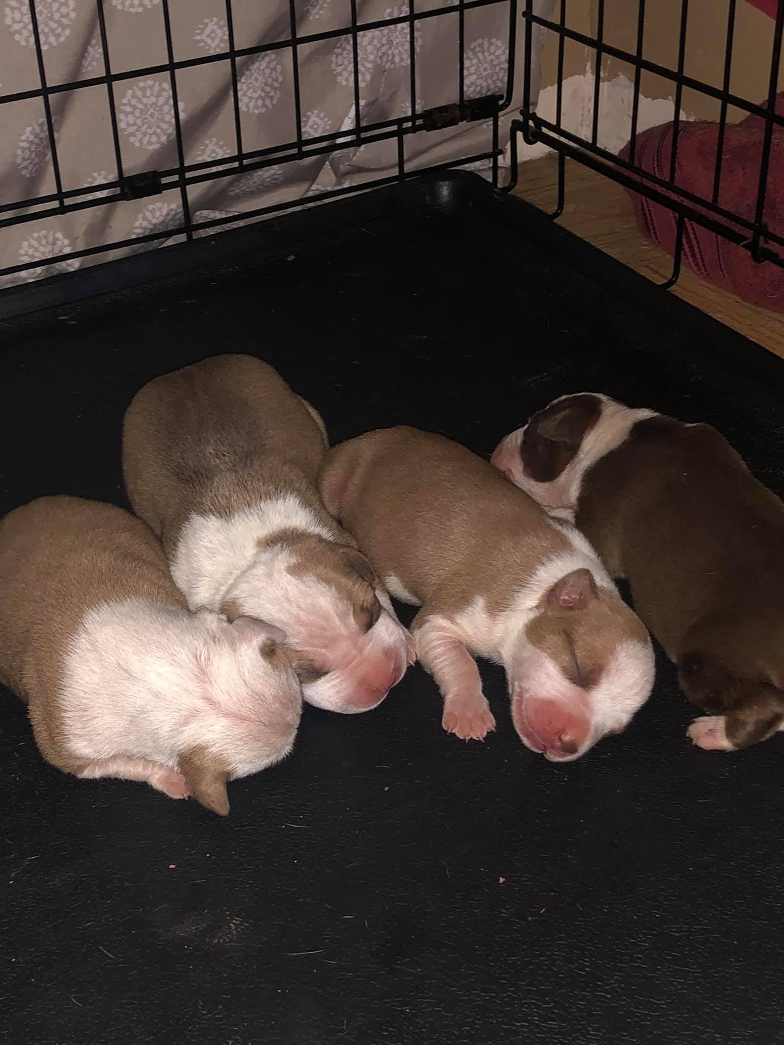 Our new precious red nose Pitbull puppies born on December Friday 13th