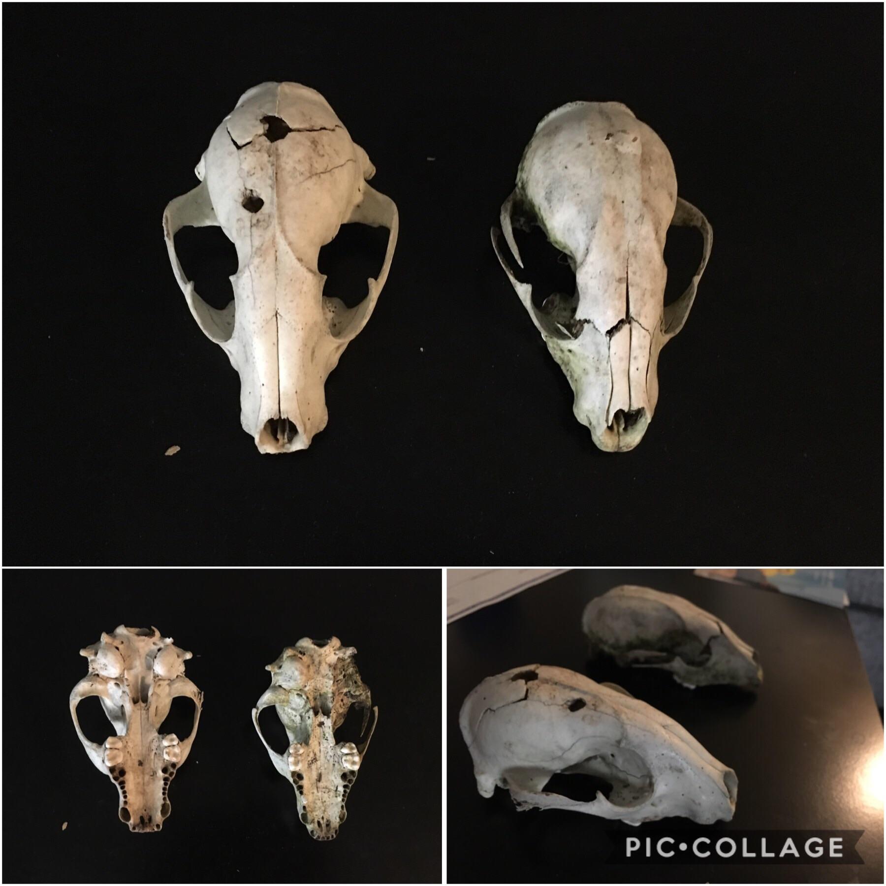 Can anyone tell me what animal these belong to? I found them in the