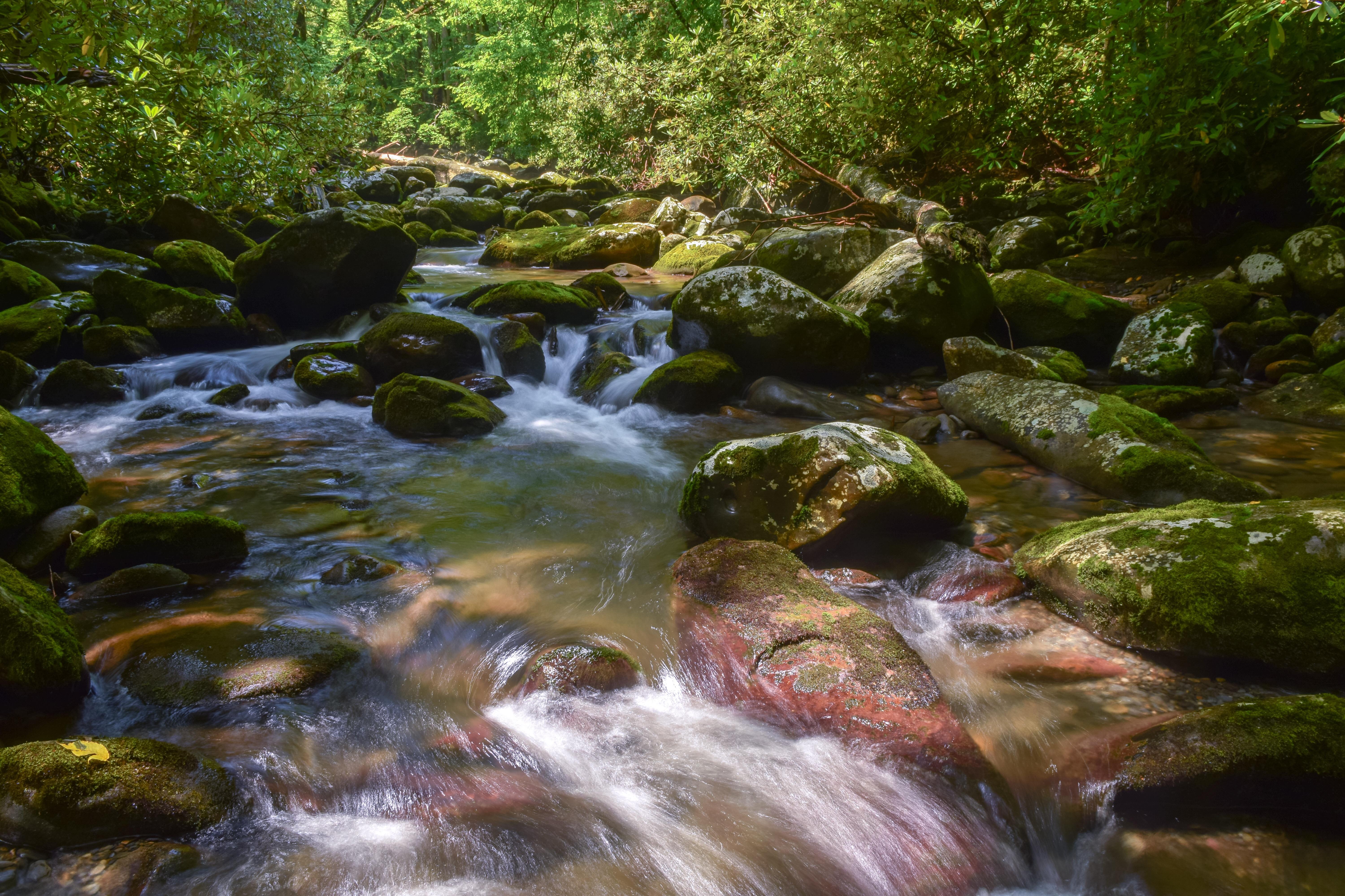 Porters Creek in the Greenbrier section of the Great Smoky Mountains