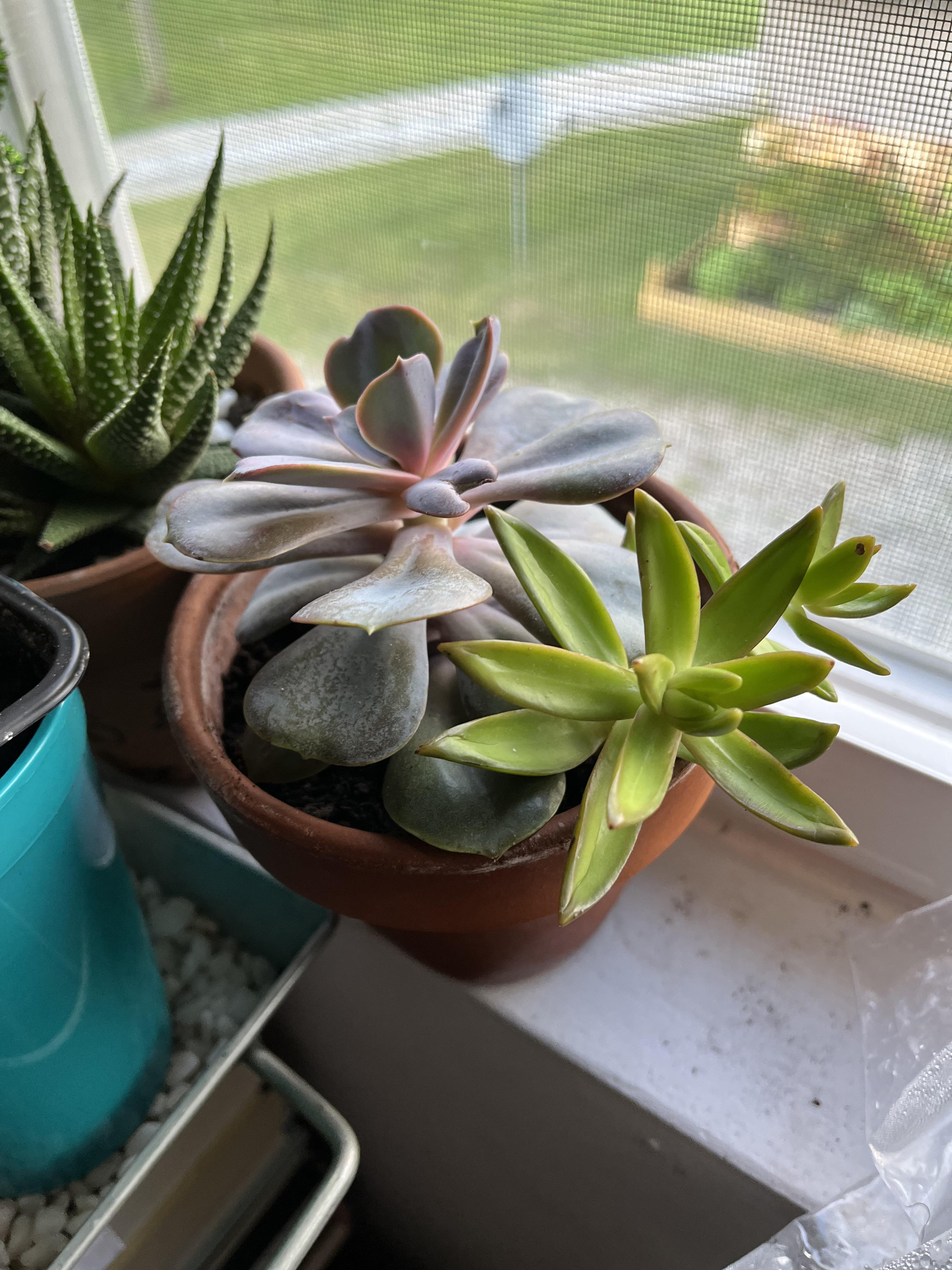 Put these two succulents together and moved it to a sunnier place (this