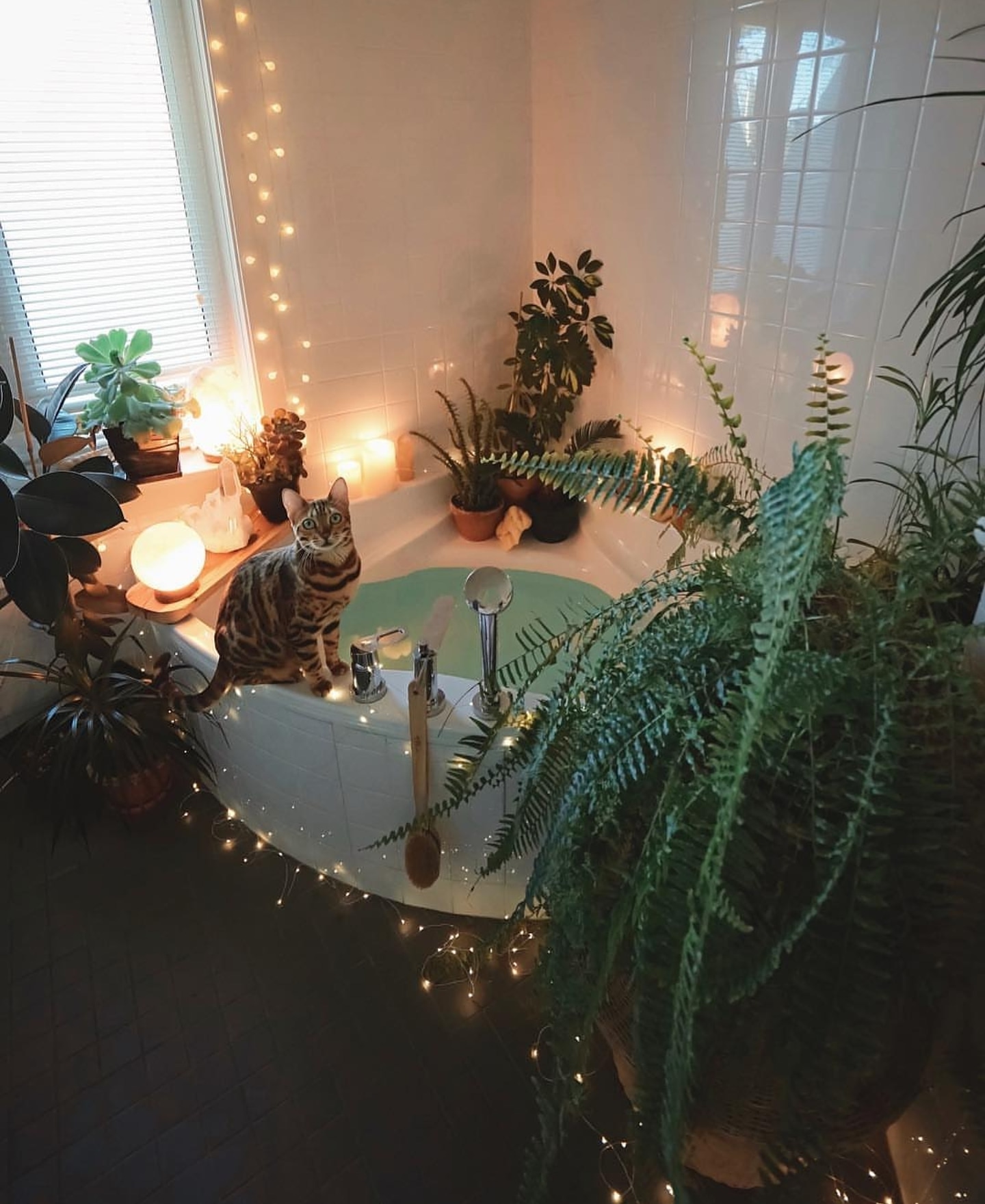 Fairy lights adorable cat plants the perfect cosy set up. r