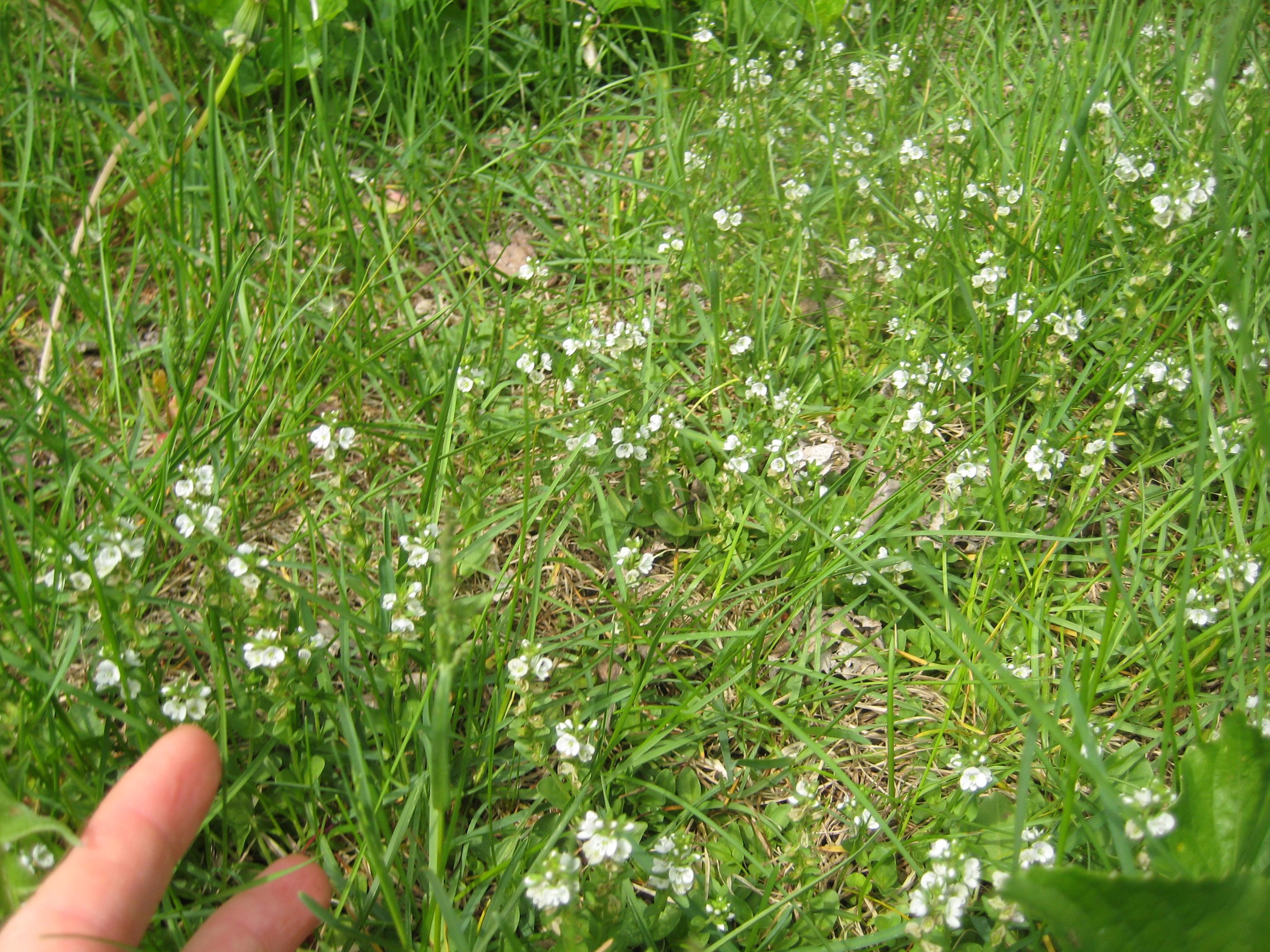 tiny white flowers, wild, zone 5, massachusetts, hard to photograph