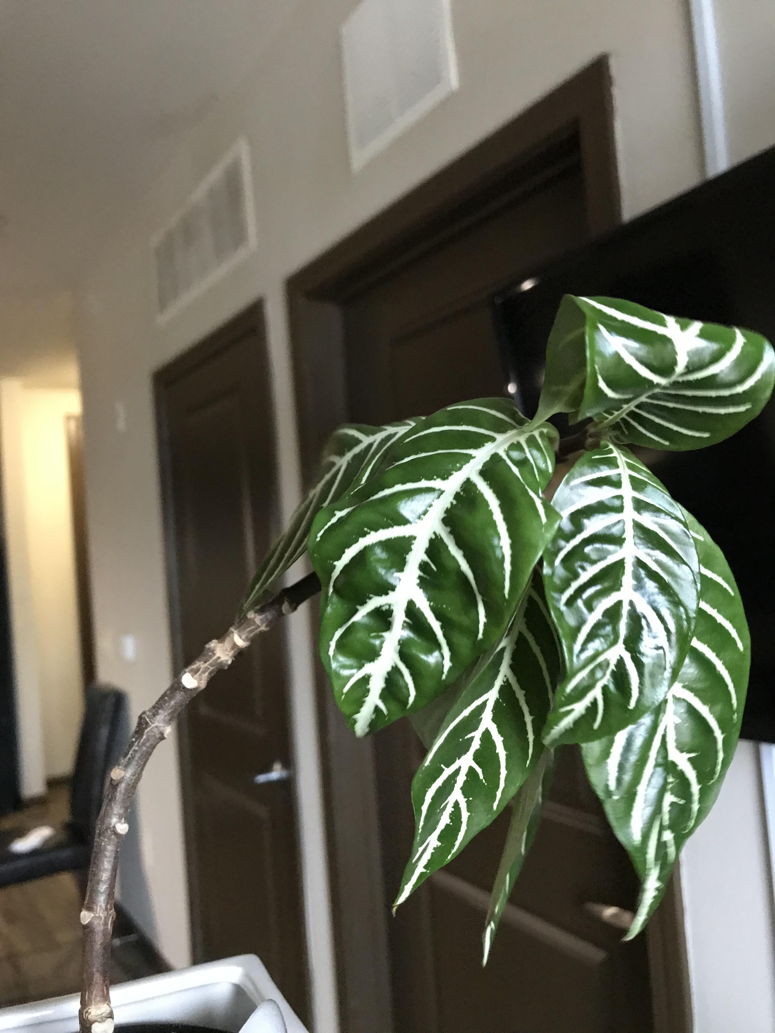 Have this sad droopy zebra plant that’s always on the verge of dying