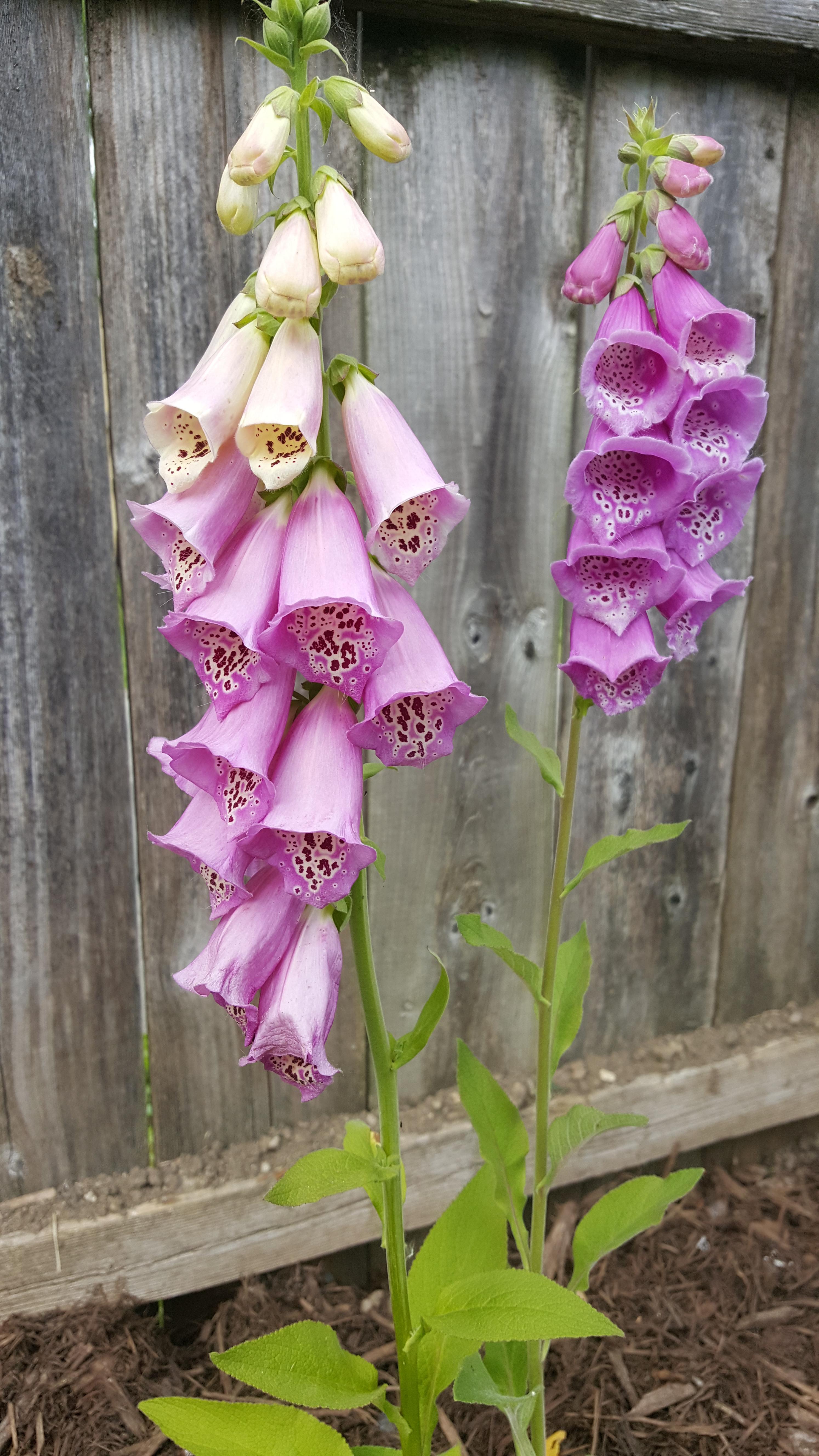 I planted these foxgloves last week! Can't wait to have a bunch more