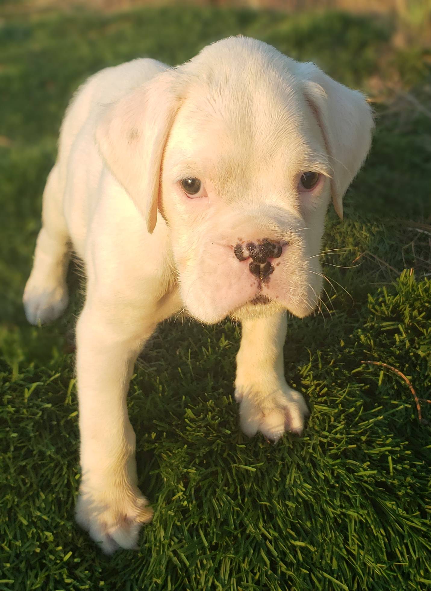 All white male boxer puppy r/INeedAName