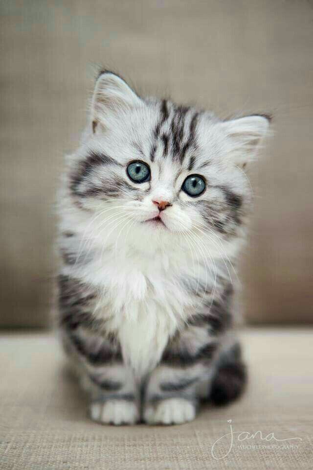Cute kitten i saw on Pinterest r/aww