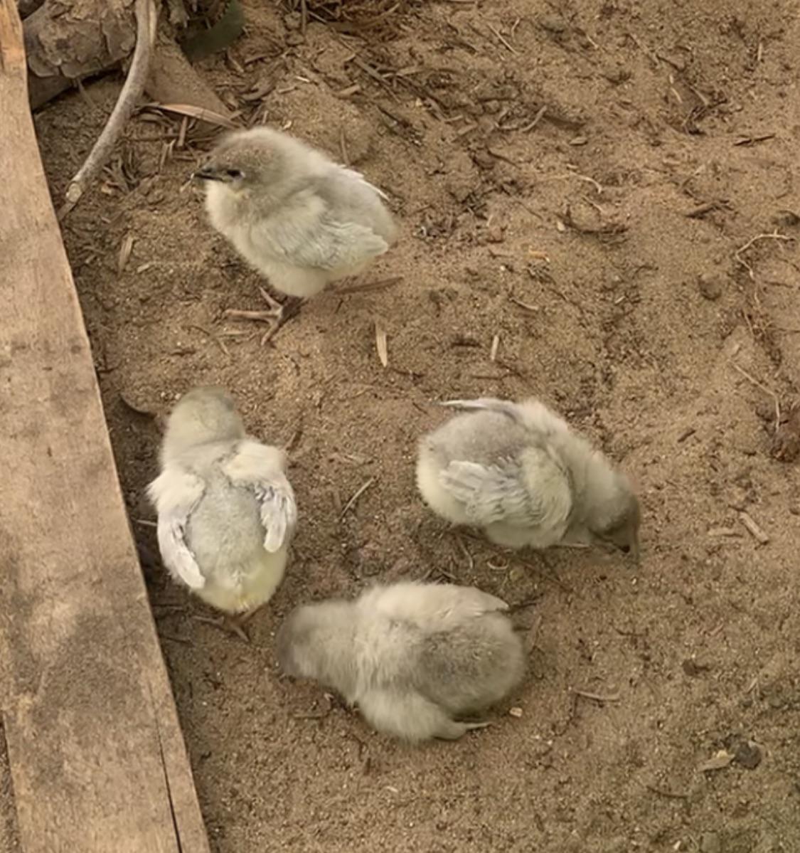 How hot is too hot for chicks? r/chickens