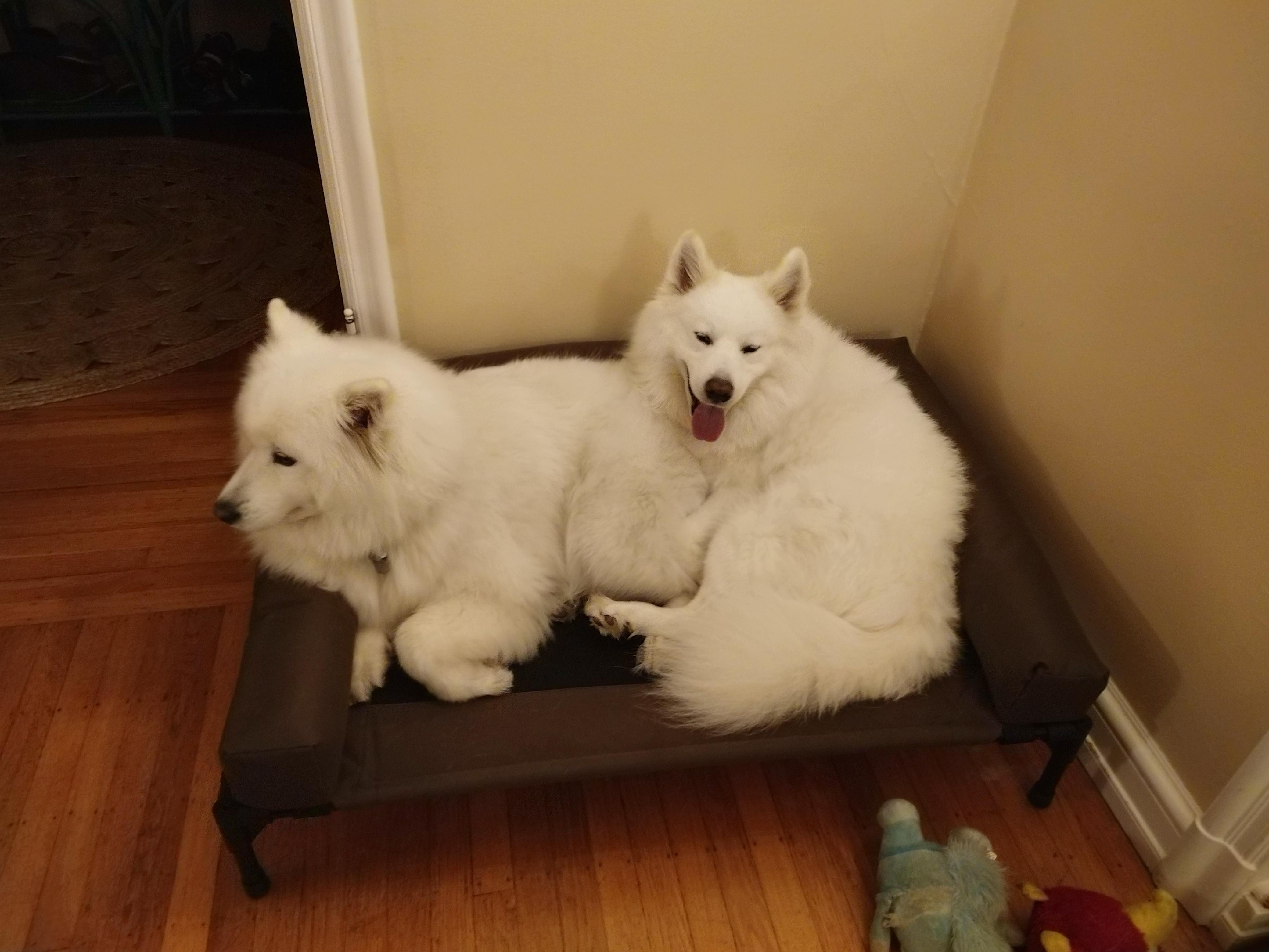 Trying to squeeze into a bed r/samoyeds