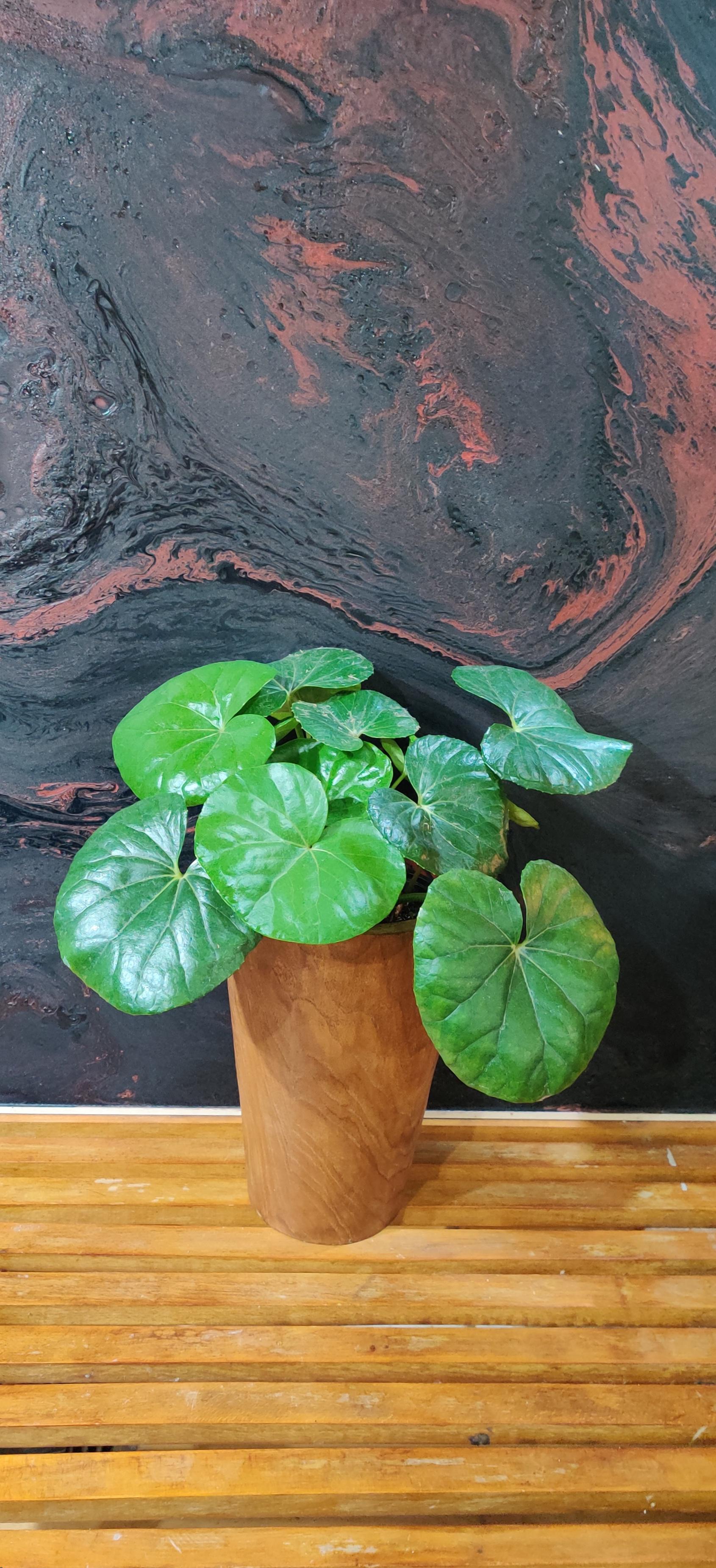 Underrated houseplant Farfugium Japonicum gigantium. Its leaves look