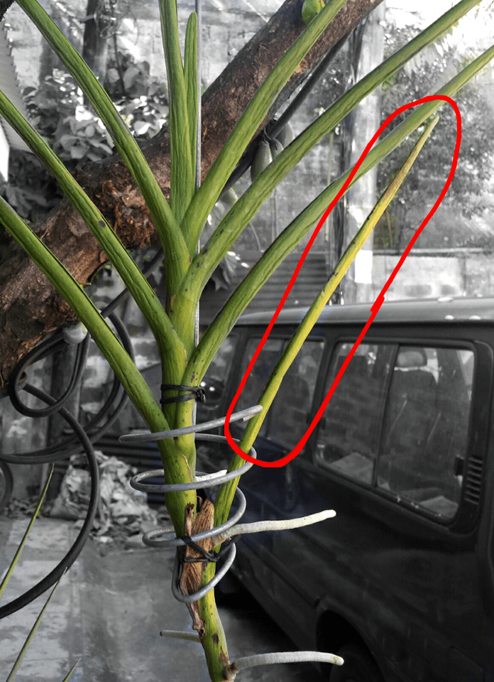 Why is the leaf on my vanda (papilionanda) turning yellow from the tip