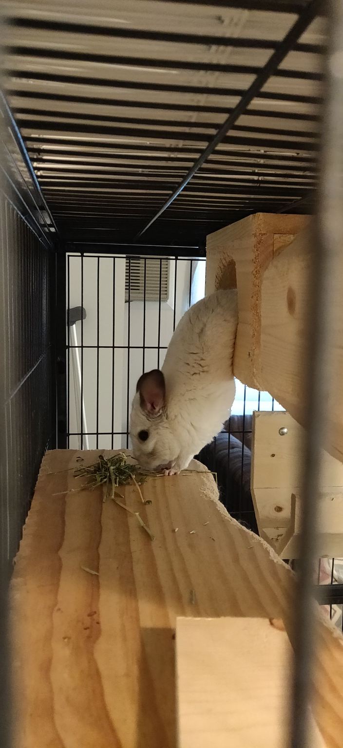 One of our chinchillas is lazy when it comes to obtaining the delicious