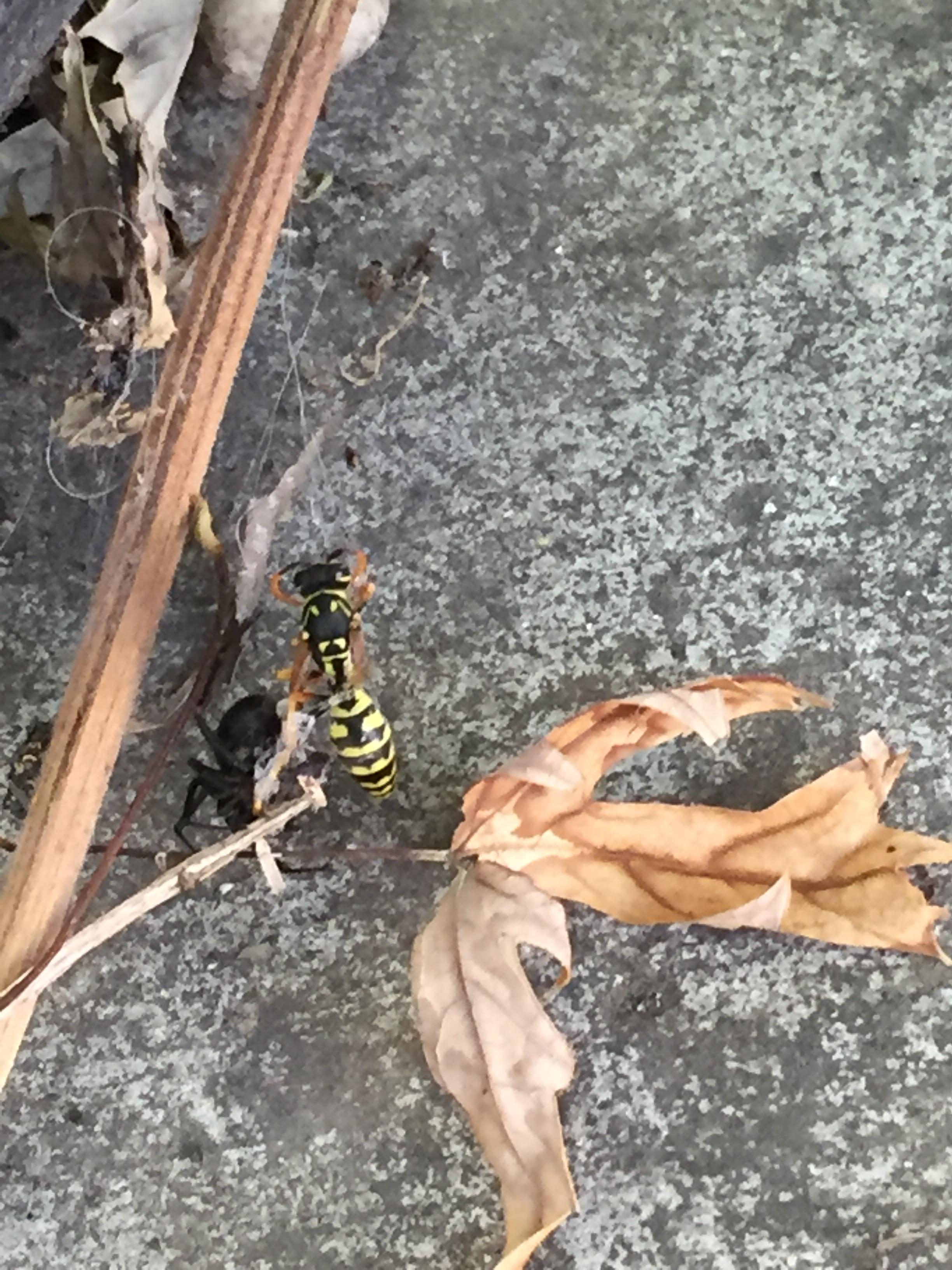 Black widow vs yellow jacket r/natureismetal