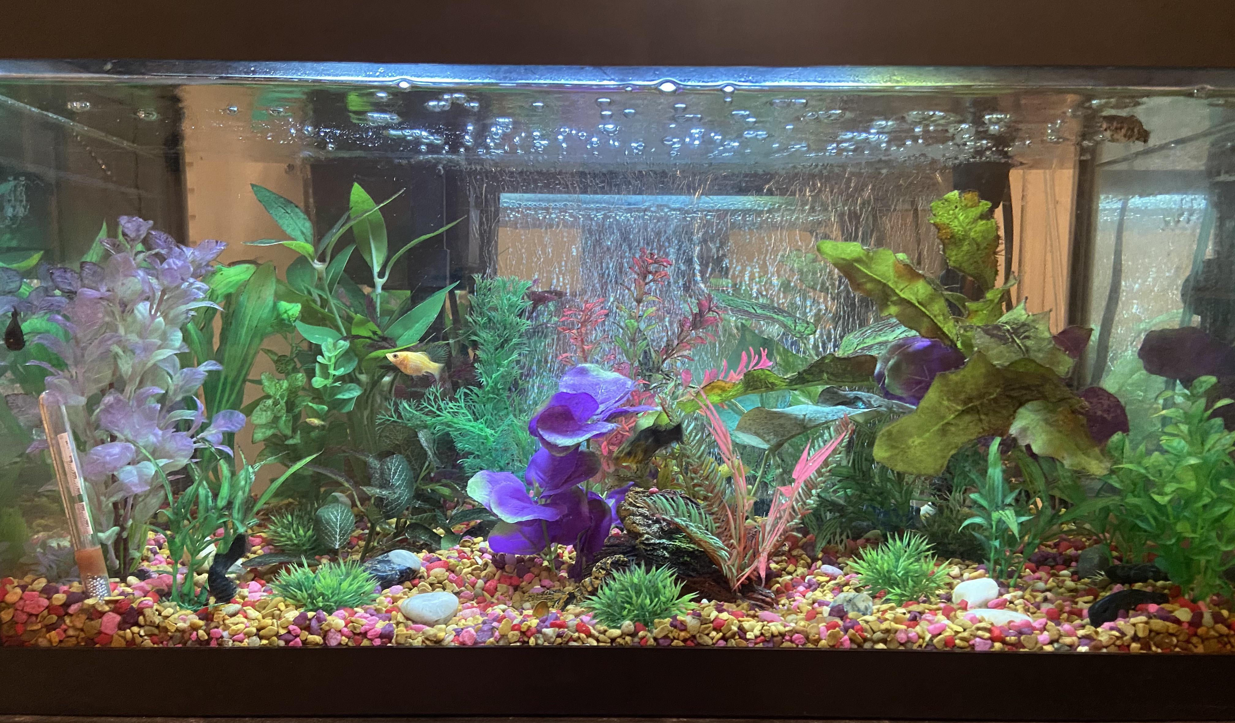 My 15 gallon molly tank! aquarium