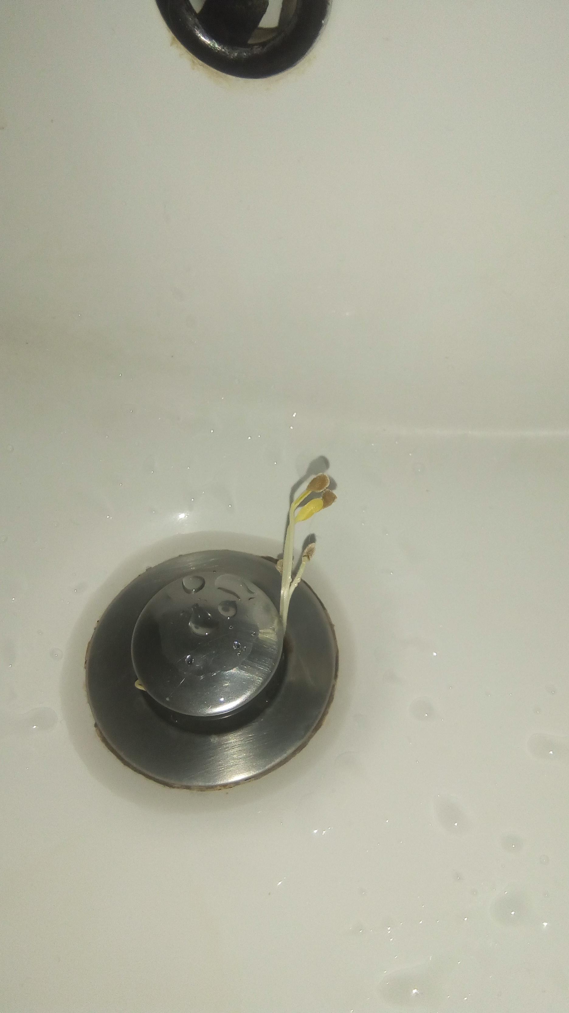 Some plants started growing out of my bathroom sink. r/mildlyinteresting