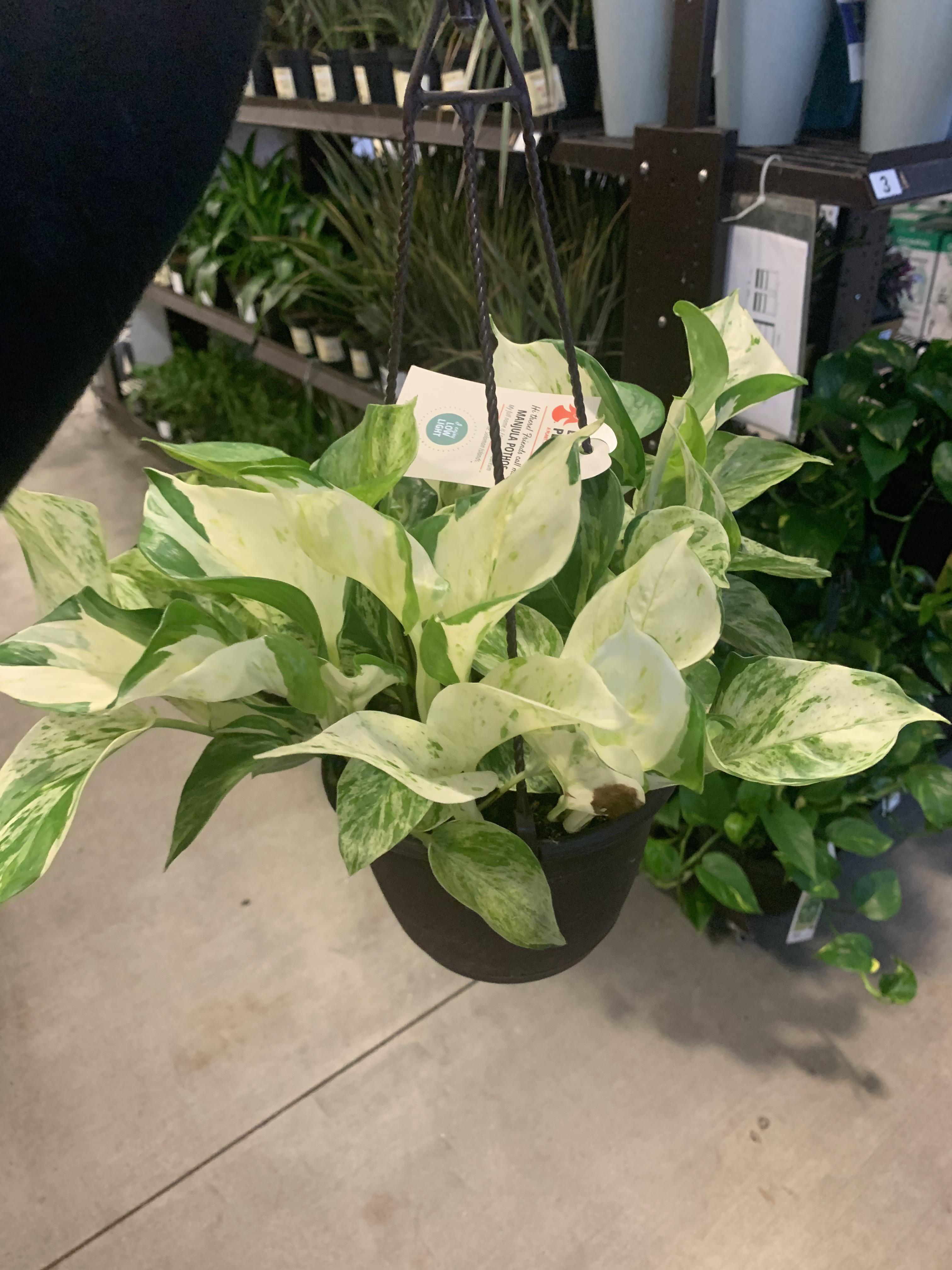 I’ve recently bought this pothos at lowe’s, and i’ve seen some people