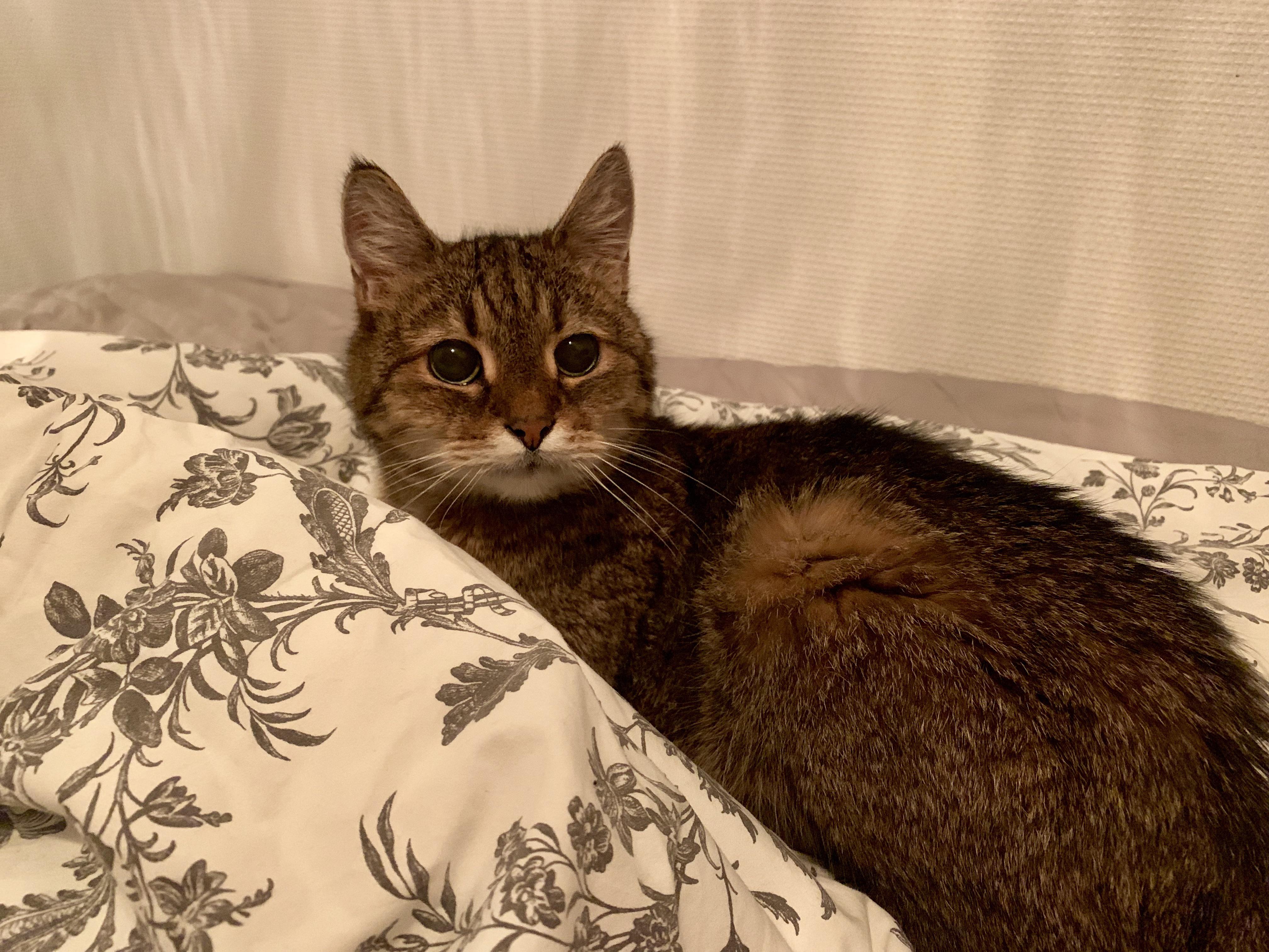 This is Manson. He’s 17 years old and not allowed on the bed. Manson