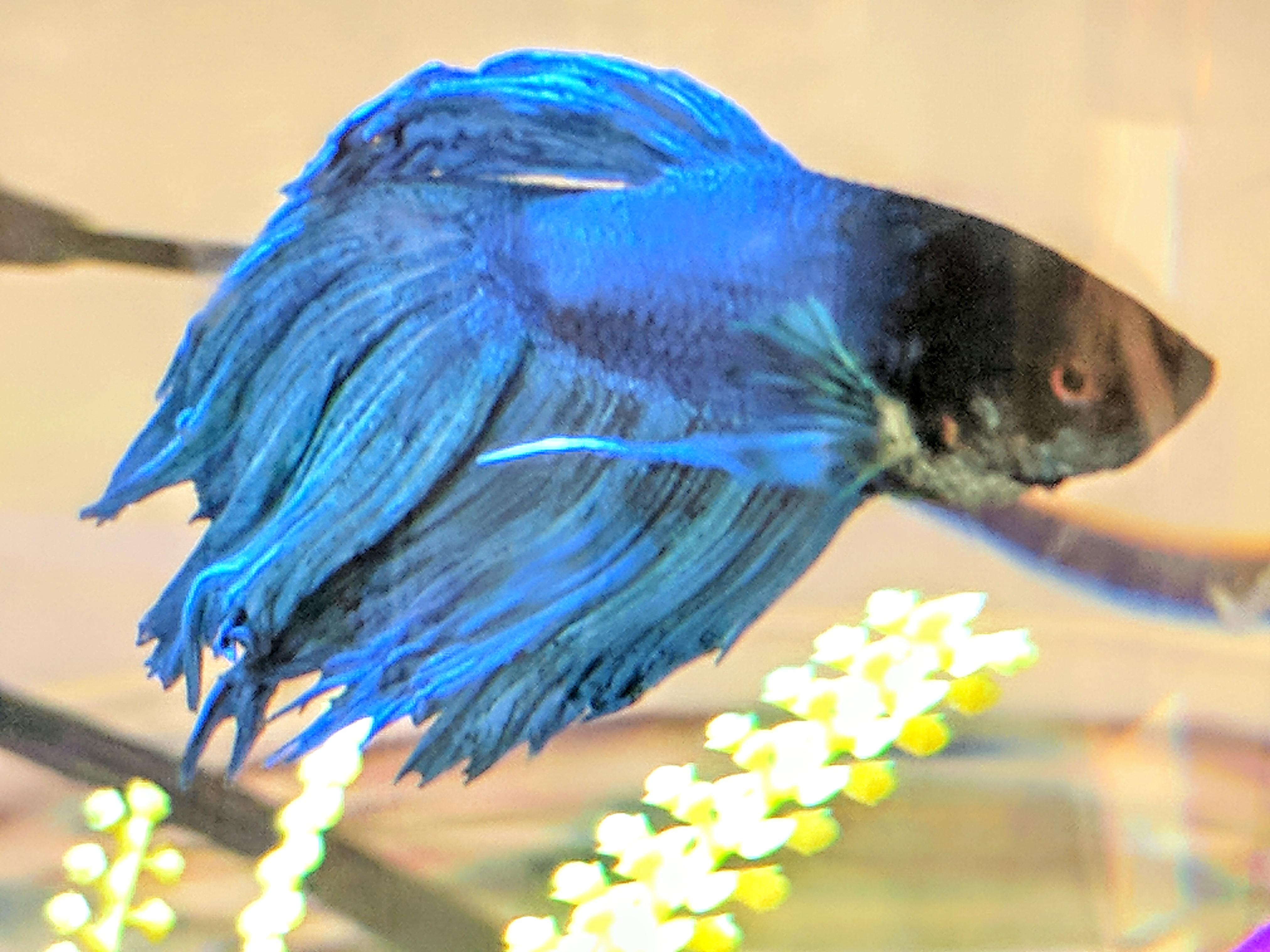 Found at PetCo! bettafish