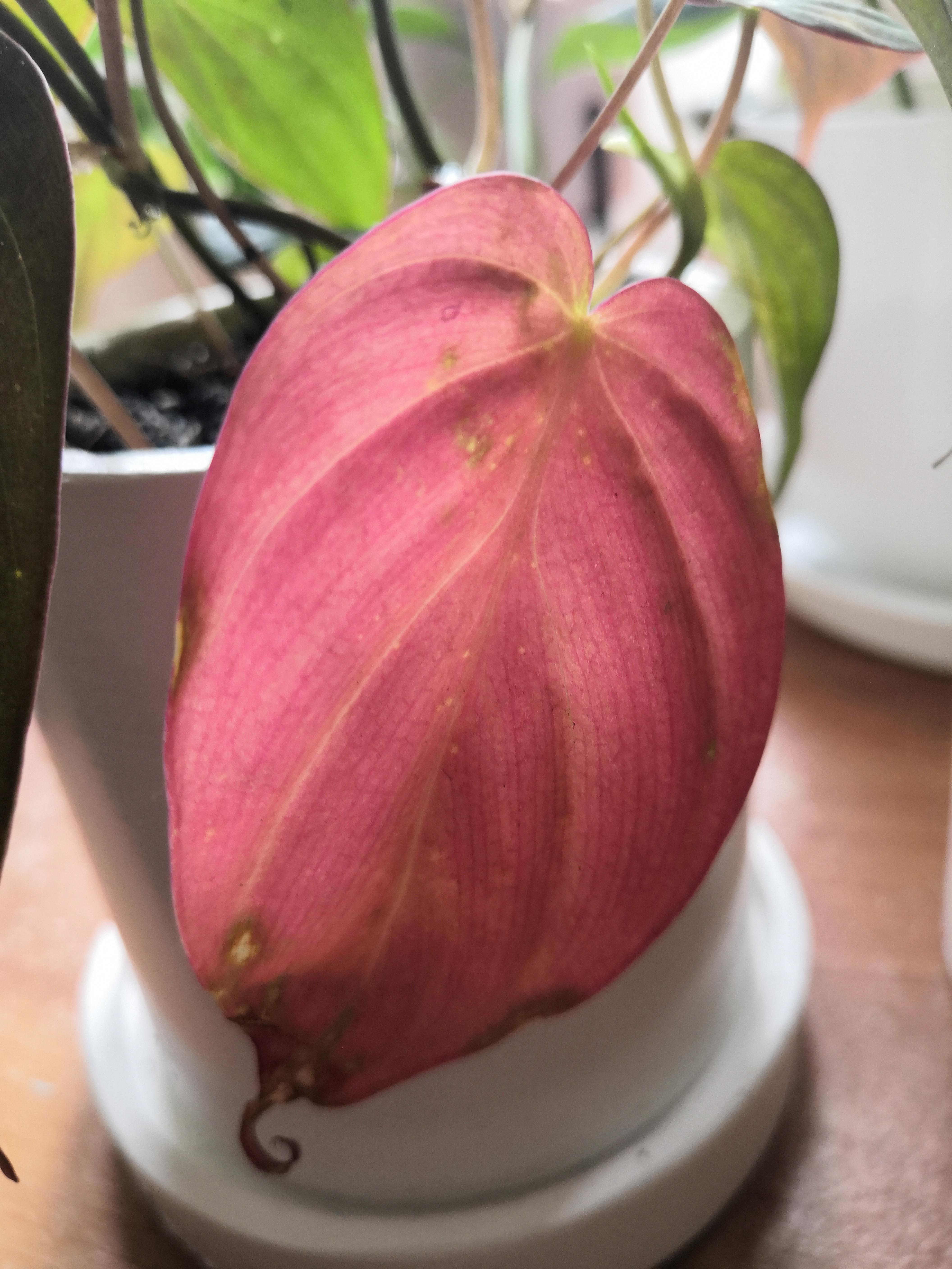 Philodendron Micans leaf turned pink?! 😱 r/houseplants