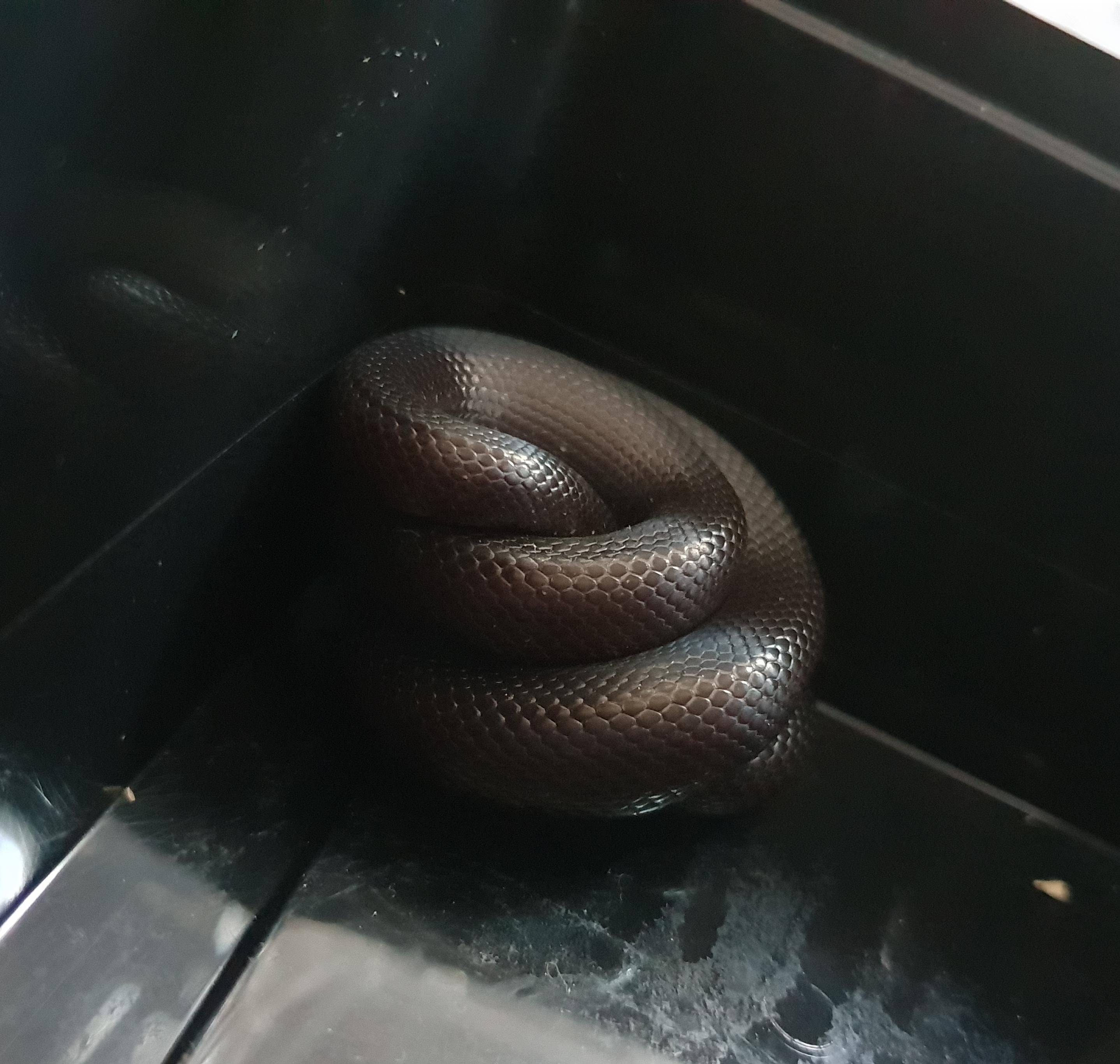 Mexican black king poop r/snakes