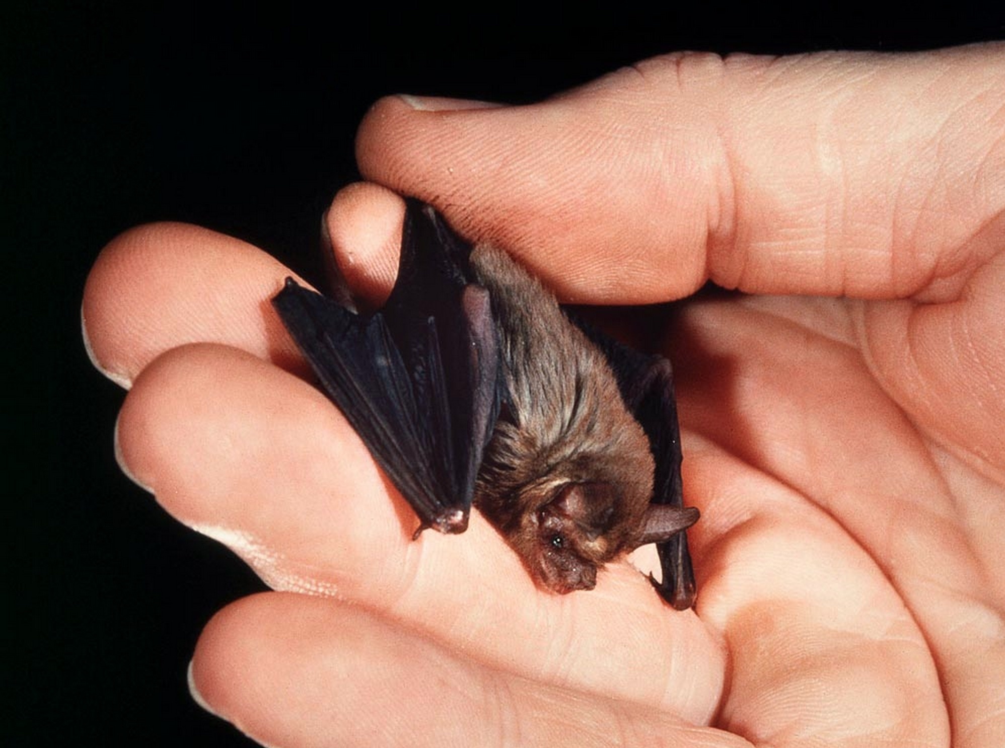 Bumblebee Bat