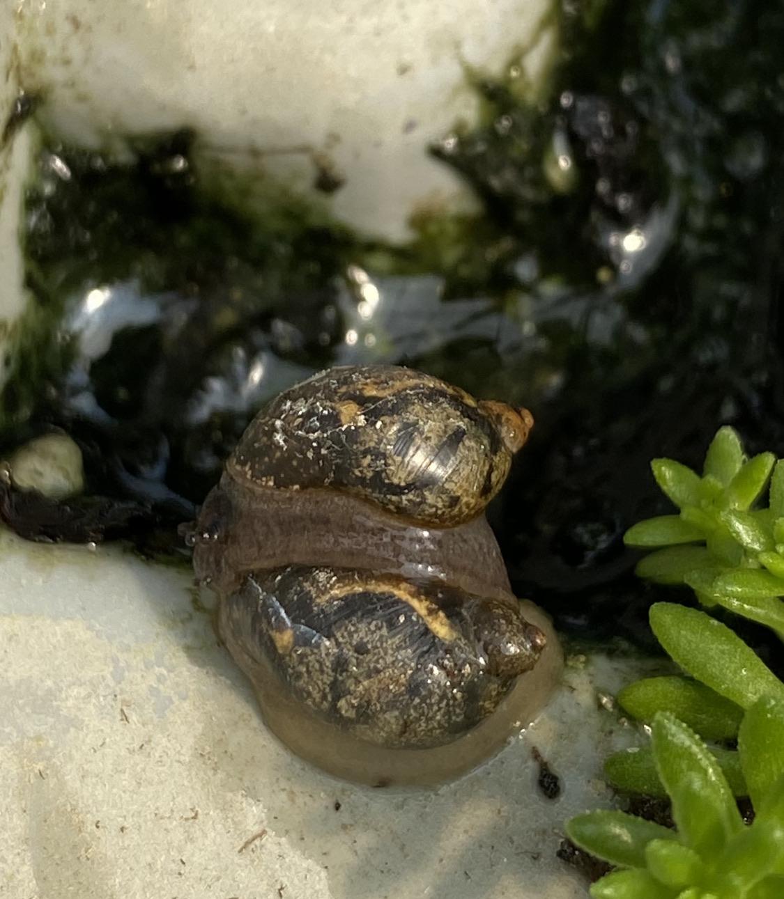 Are these snails mating? Any way of telling gender? These were in a