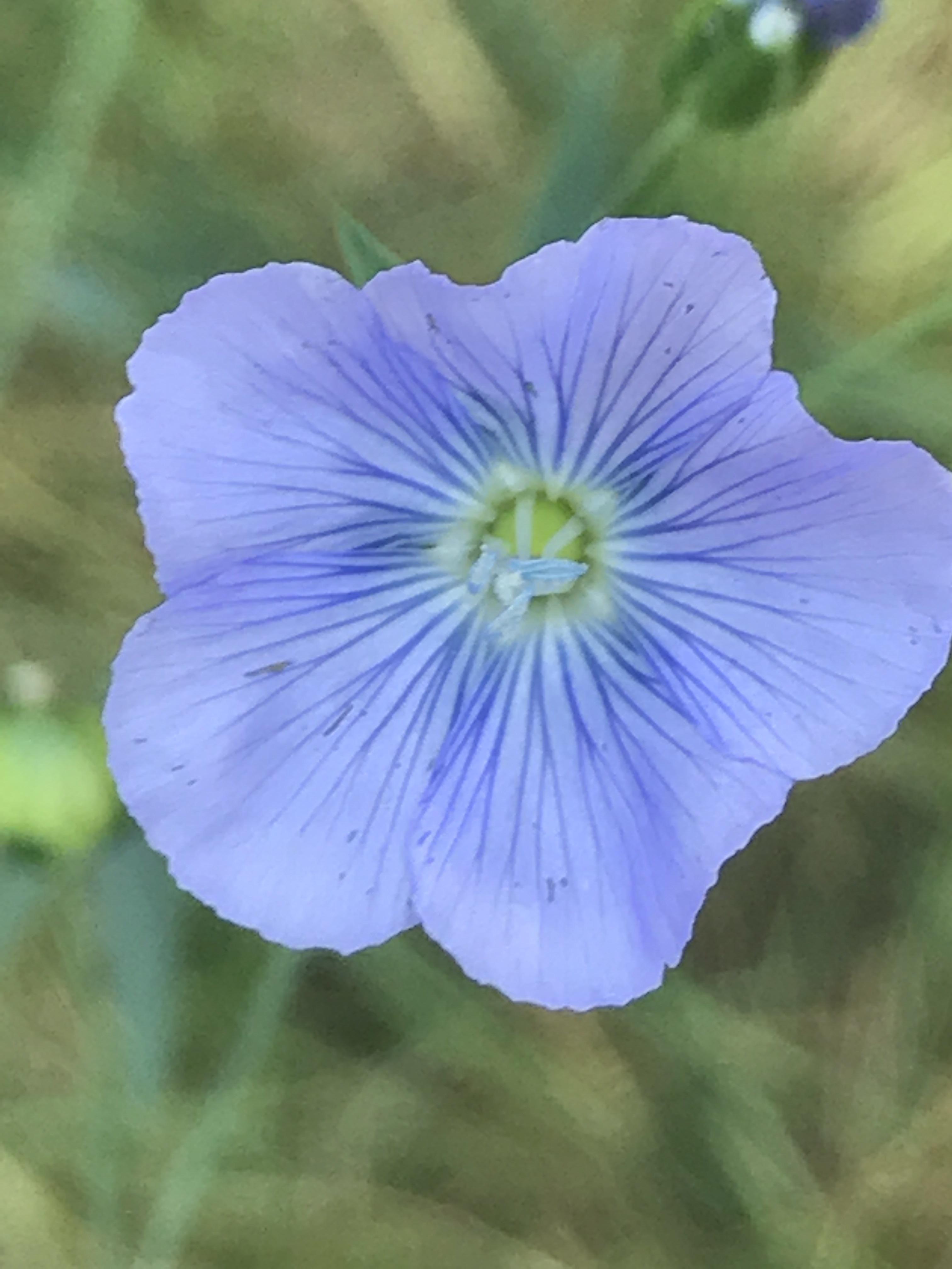 Flax flowers are pretty r/gardening
