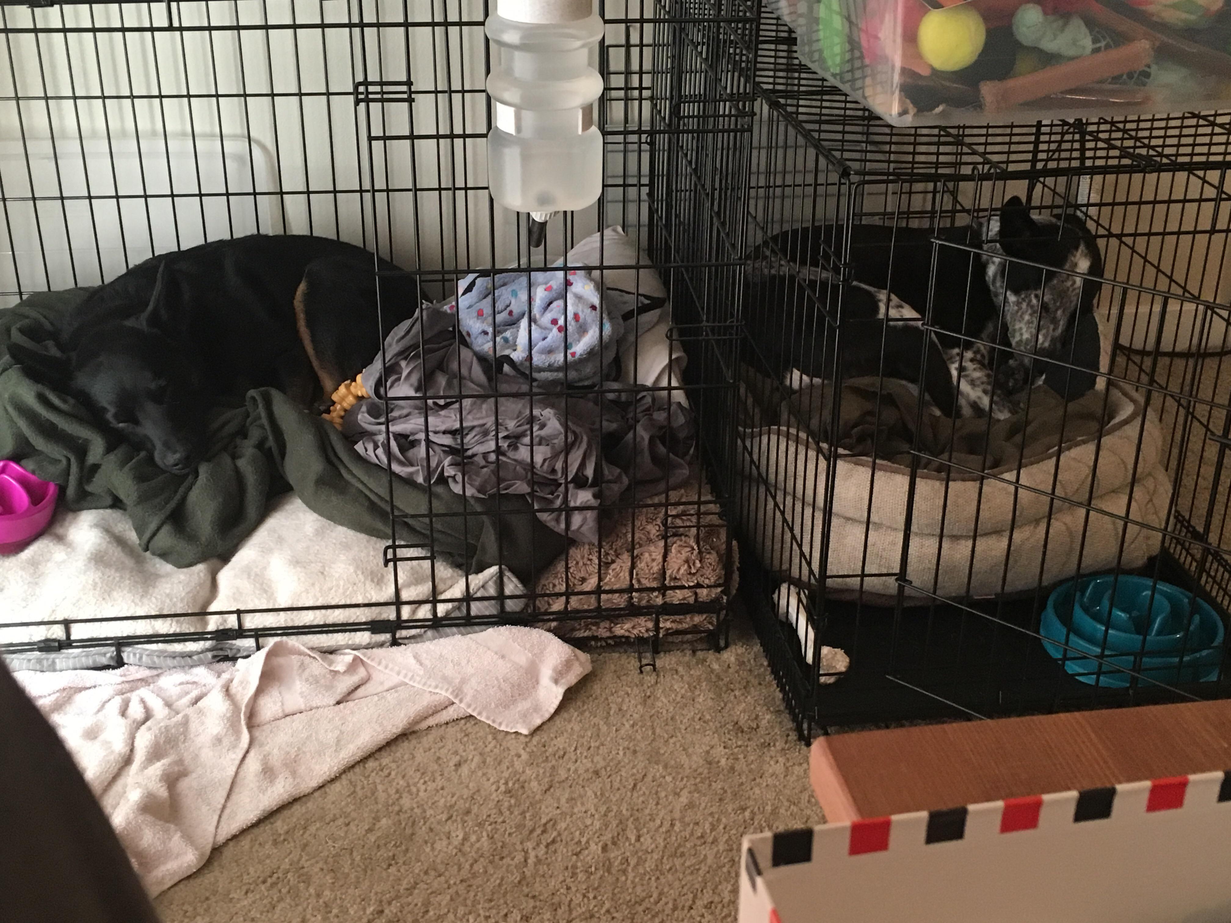 Two sleepy ACDs put themselves to bed😍 r/AustralianCattleDog