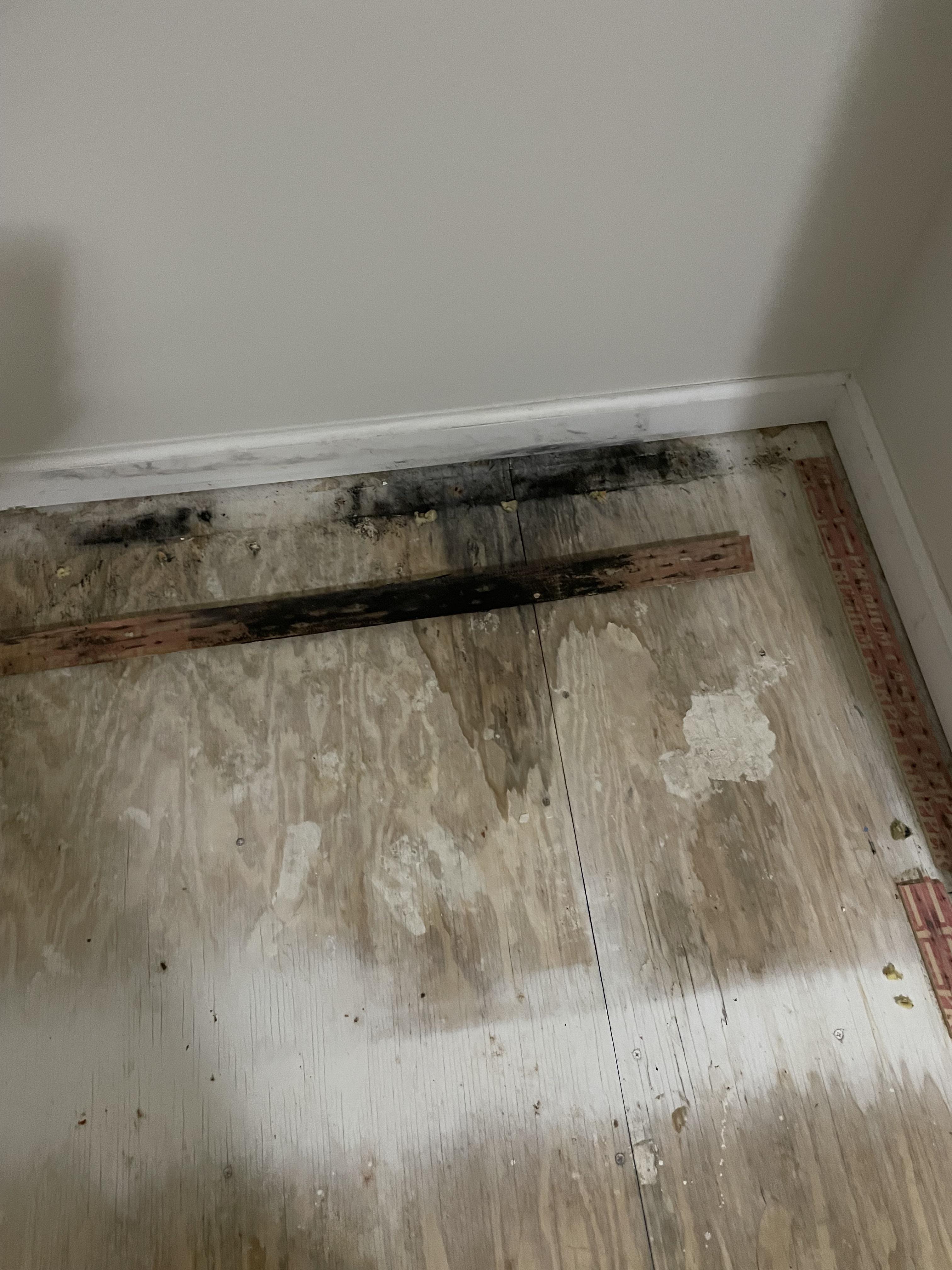 Just pulled up my carpet and found mold on the subfloor. How should I