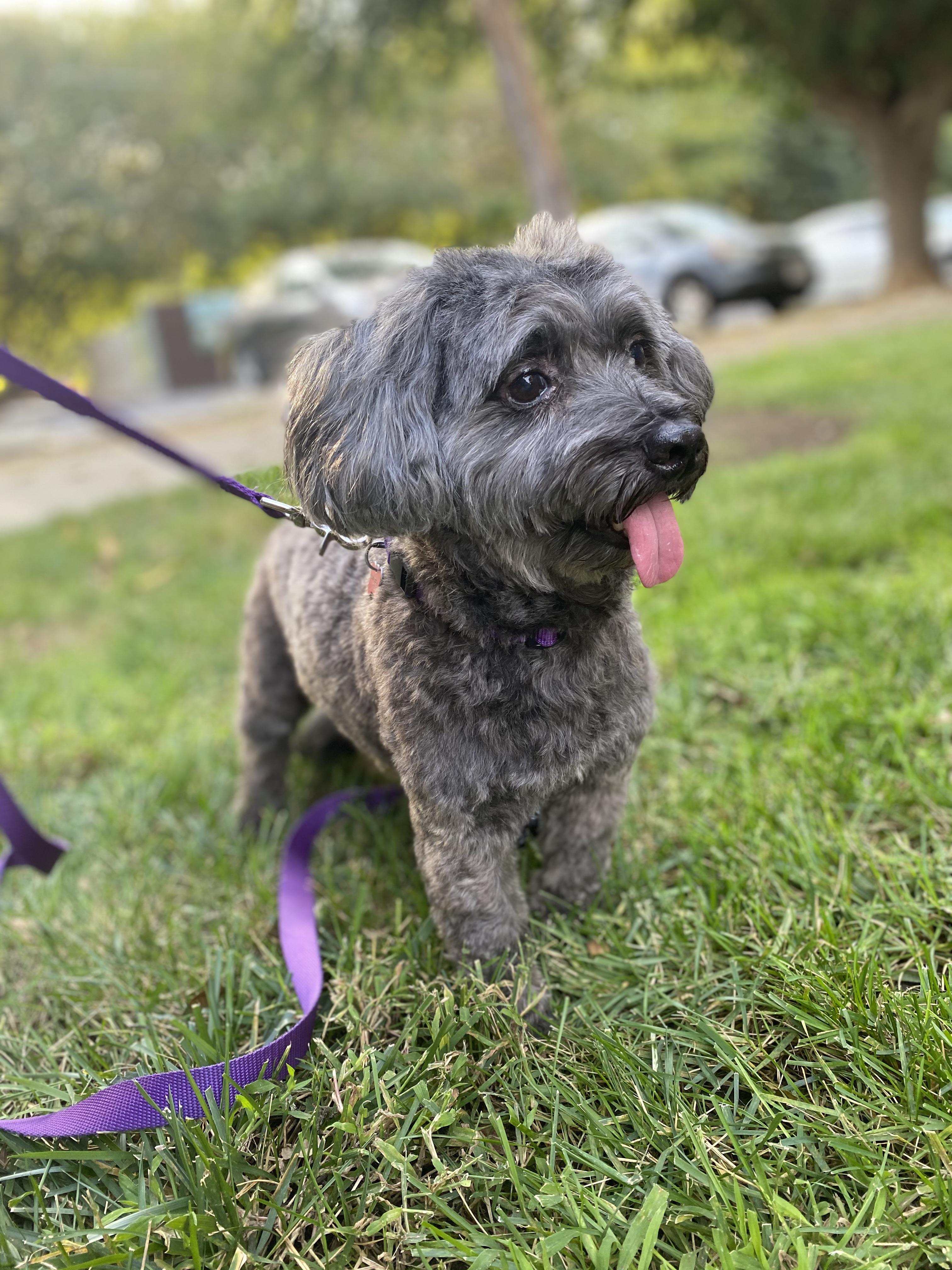 Fostering this 10 year old dog. Curious if anyone picks up something