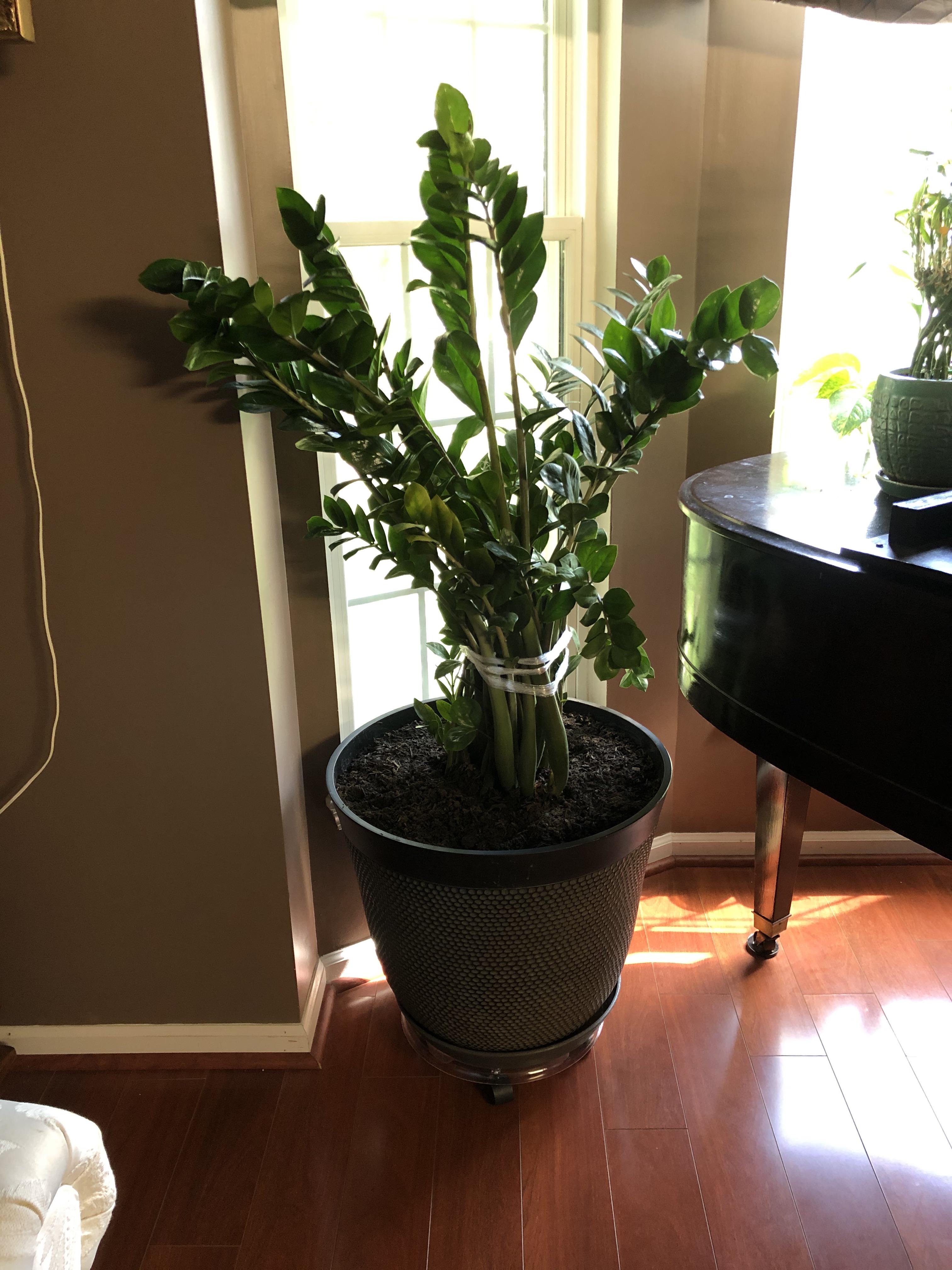 Repotted my root bound zz plant of 3 years, it looks amazing. r