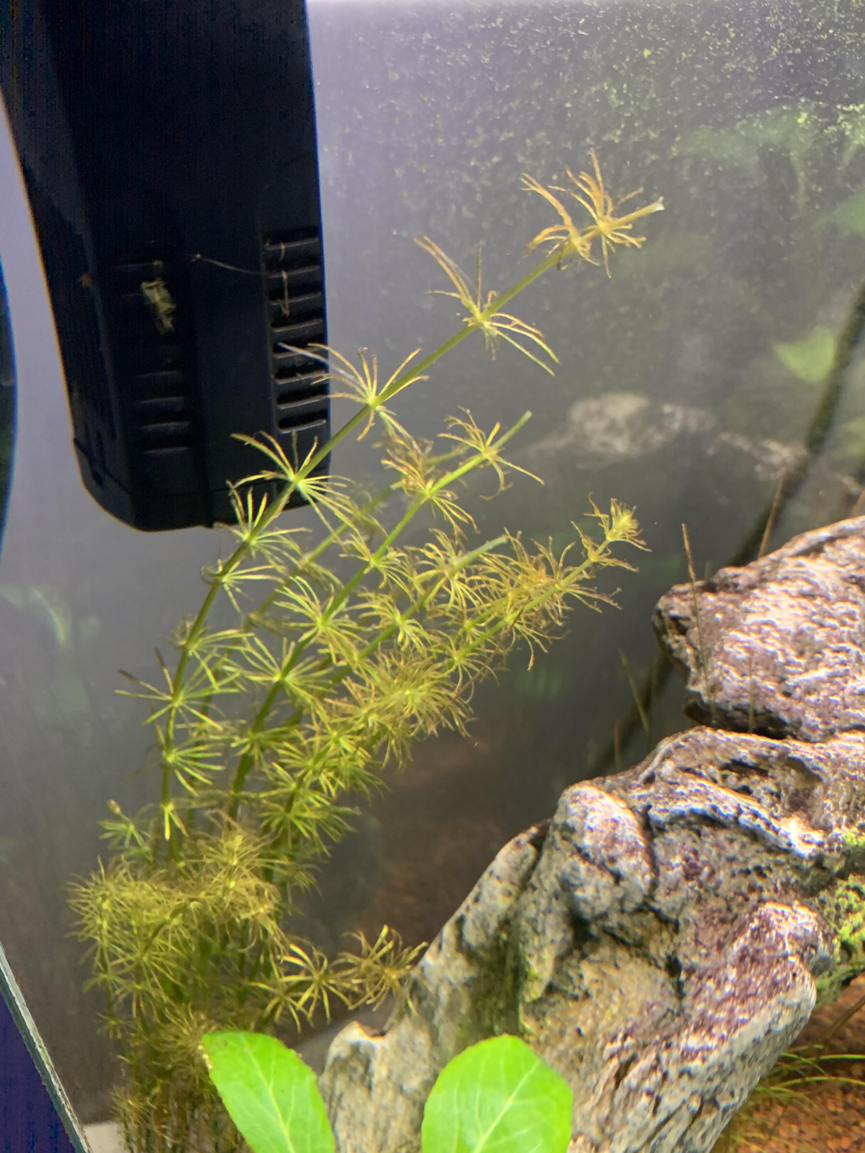 Any idea why my hornworts looking like this there's several other