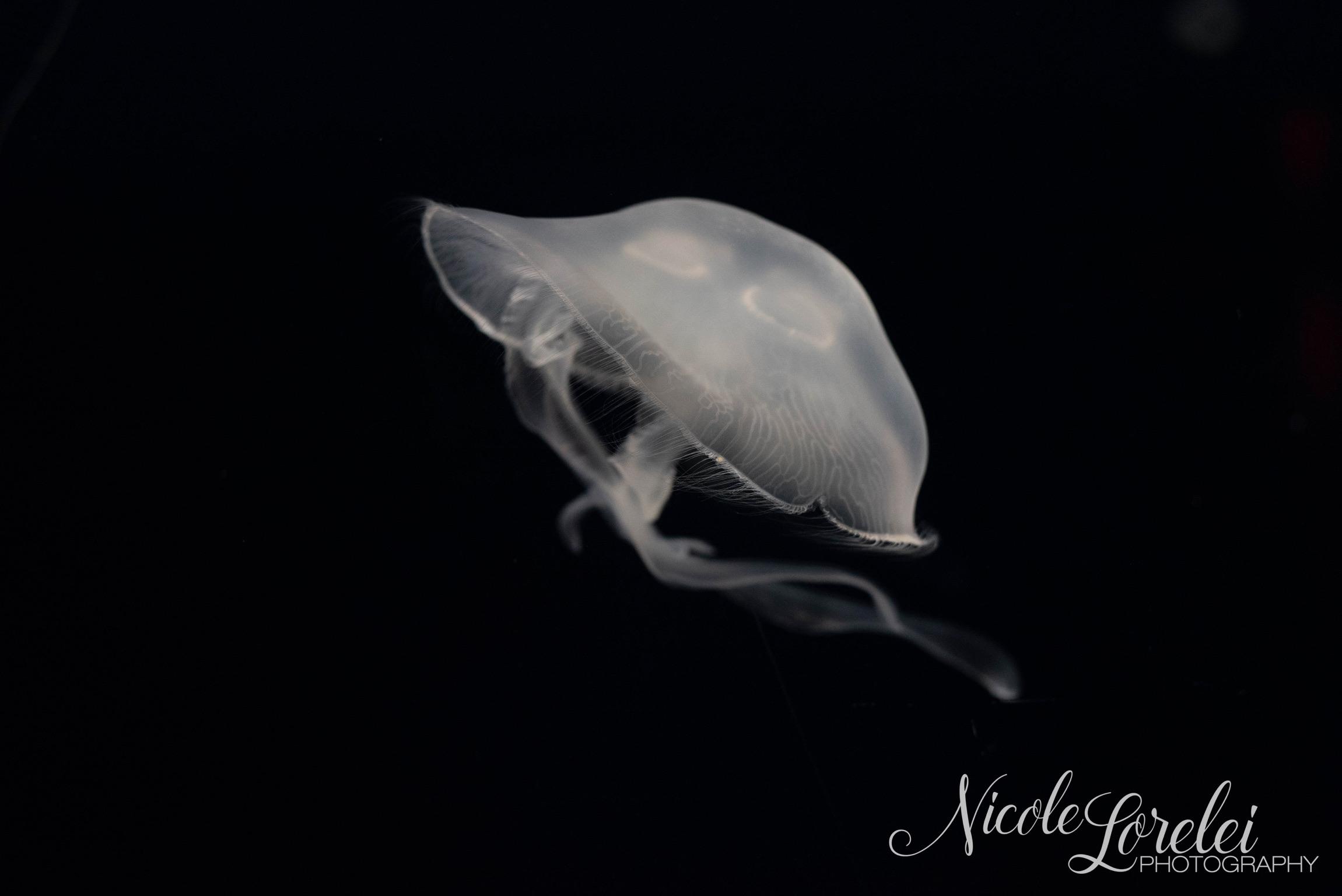 Jellyfishing around r/itookaphoto