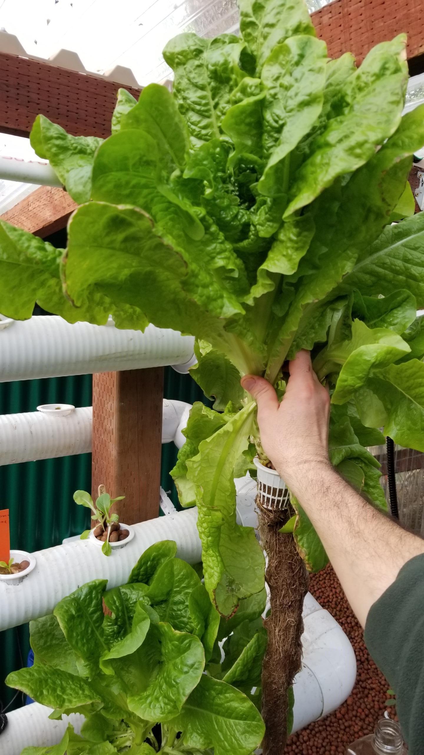 Harvested my first aquaponic lettuce. r/aquaponics