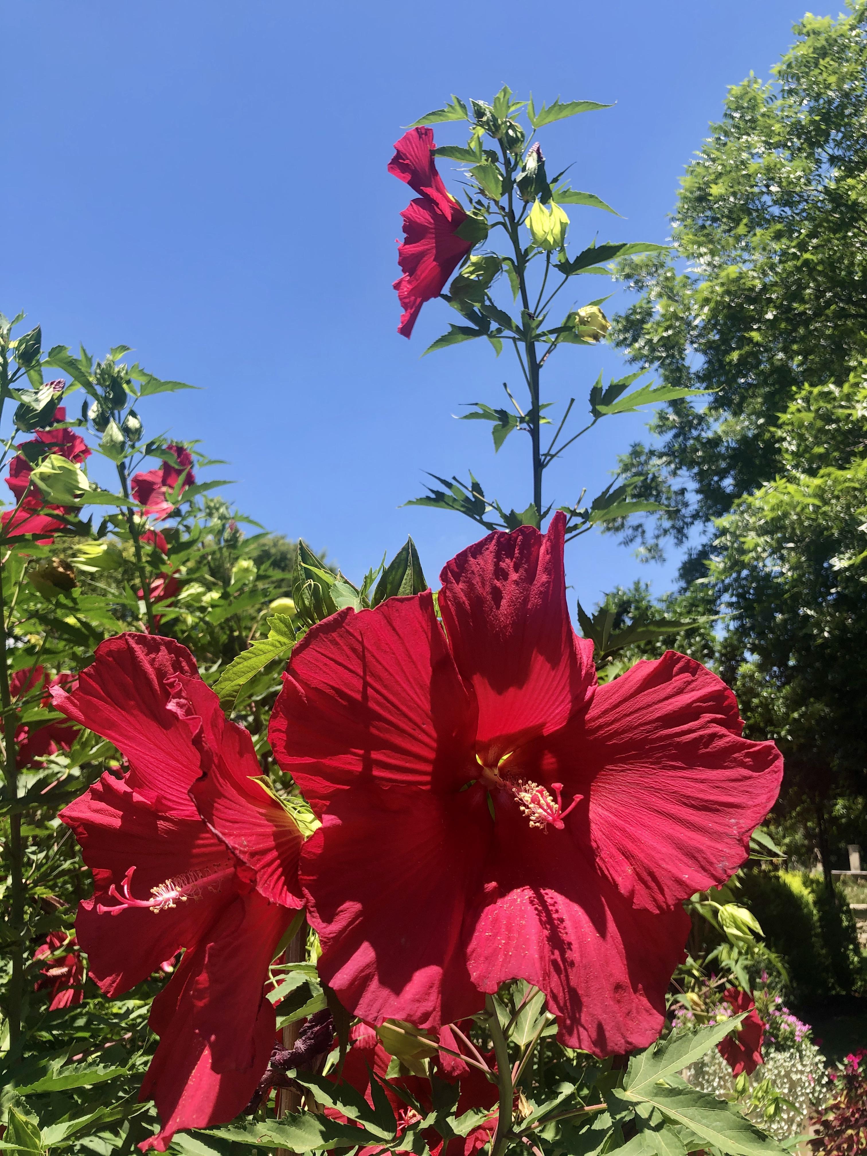 Giant hibiscus at the Fort Worth Botanical Gardens r/BotanicalPorn