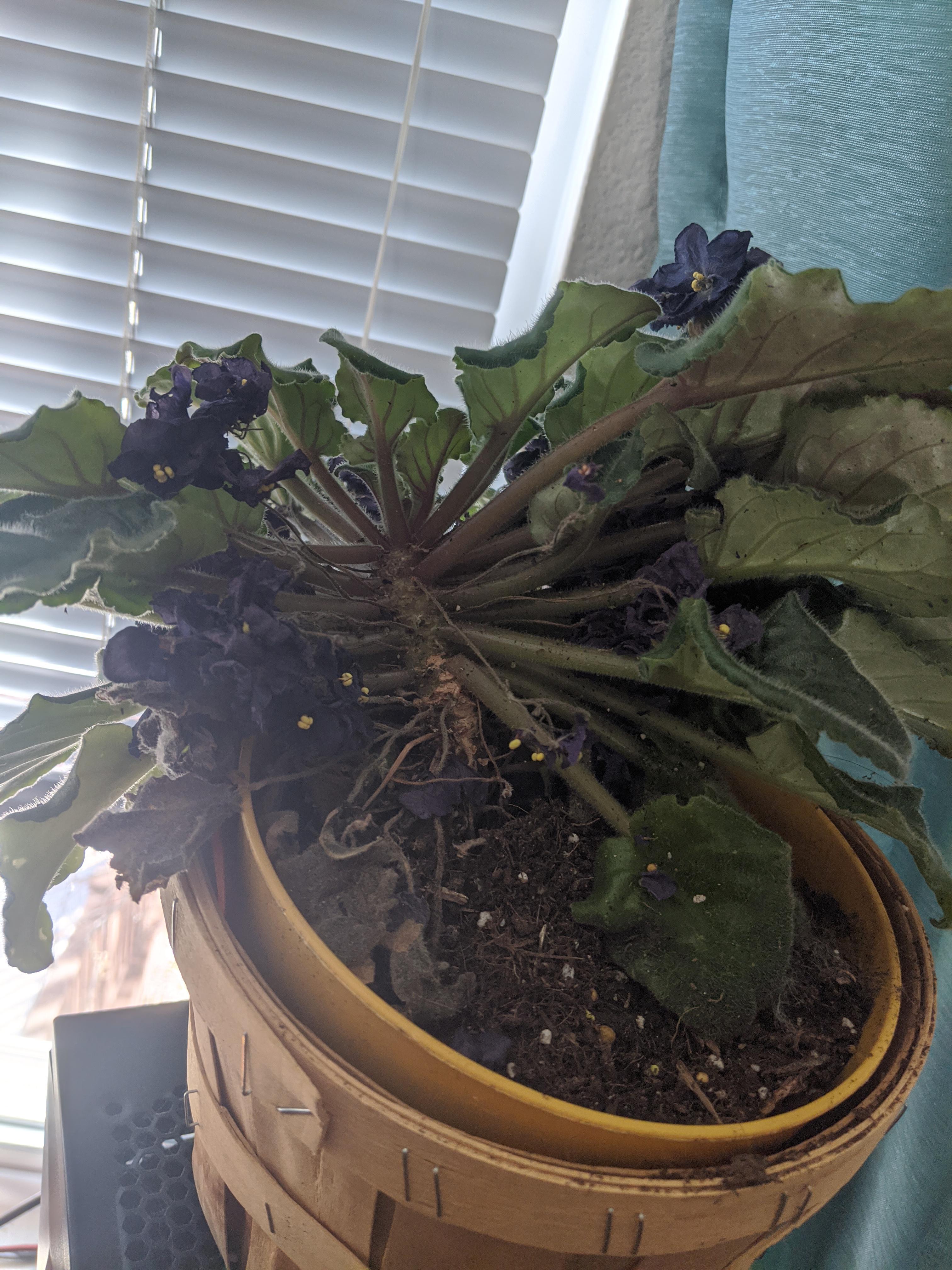 Cat knocked my African violets off the stand. Fell on its side and all