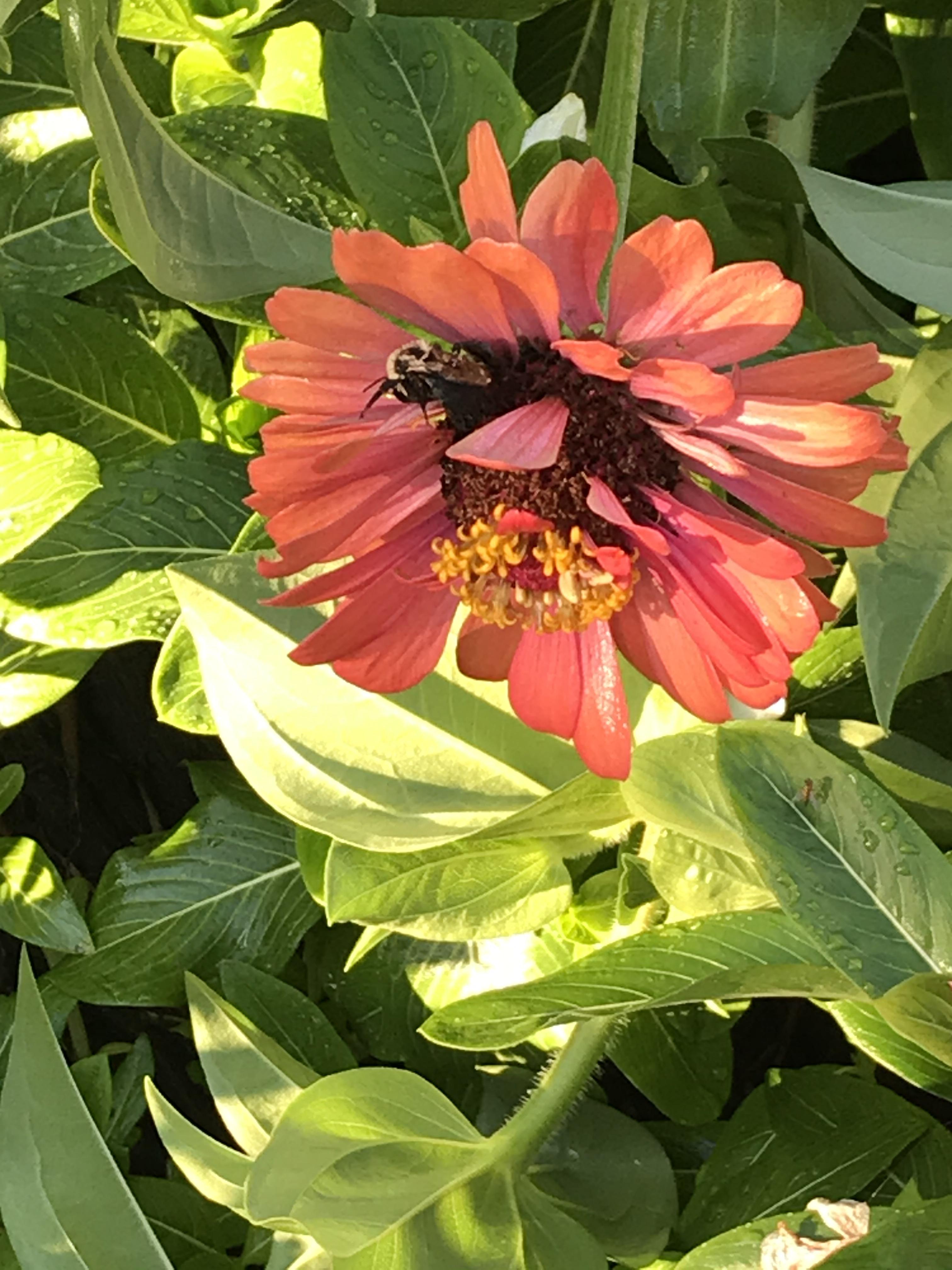Dying Bees? There are 2 in my Zinnias this morning and they won’t